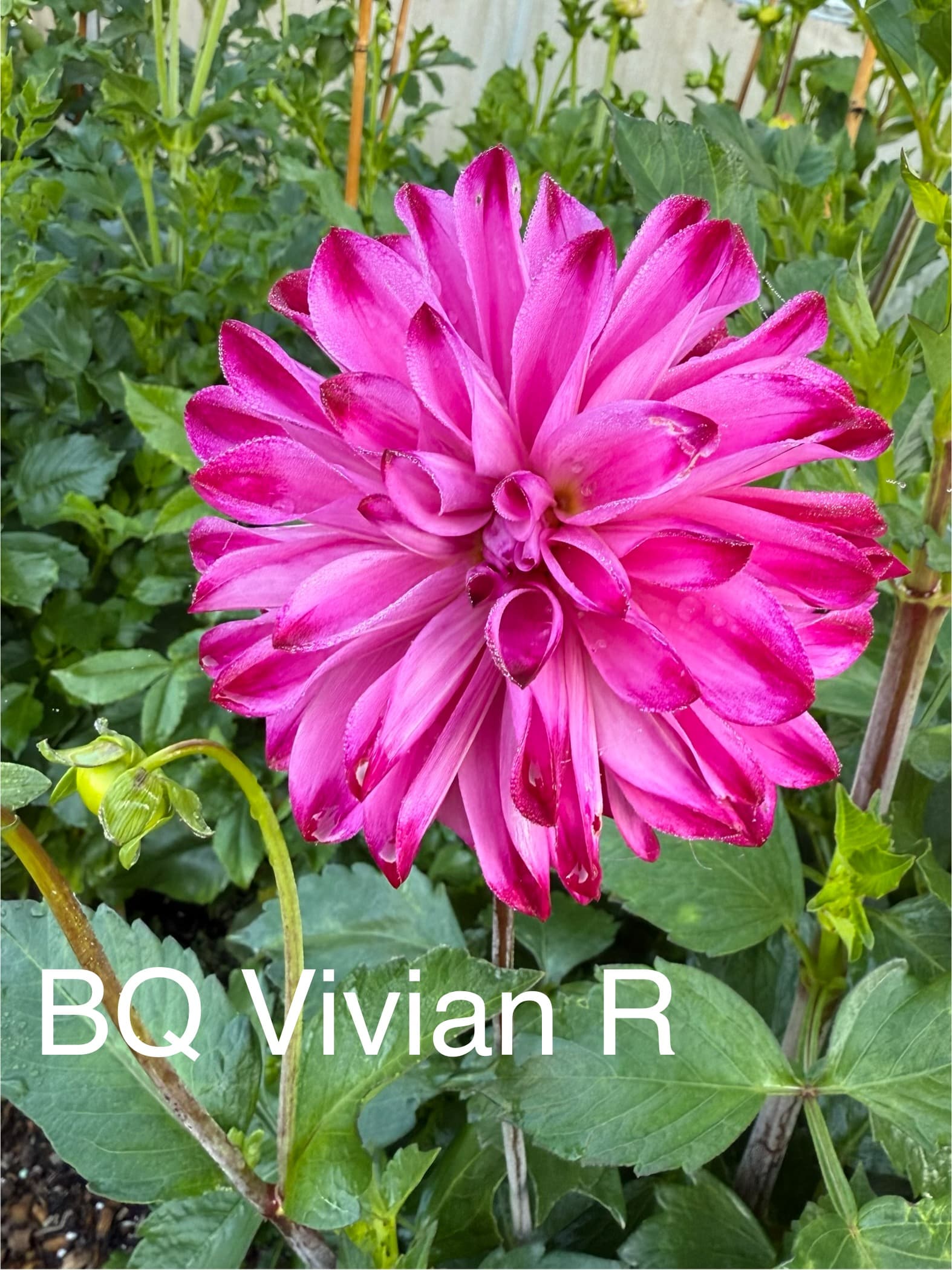 BQ Vivian R dahlia