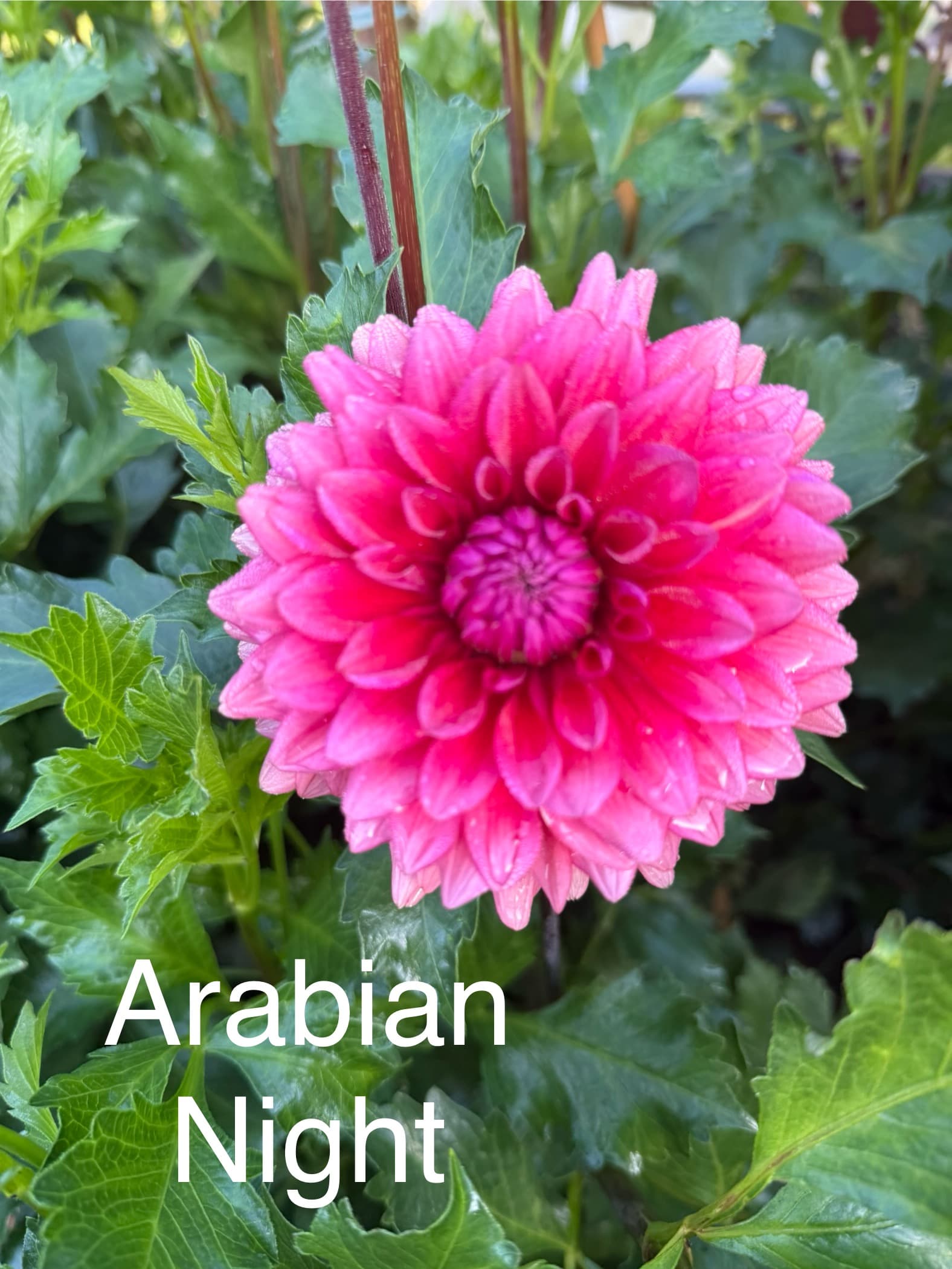 Arabian Night dahlia