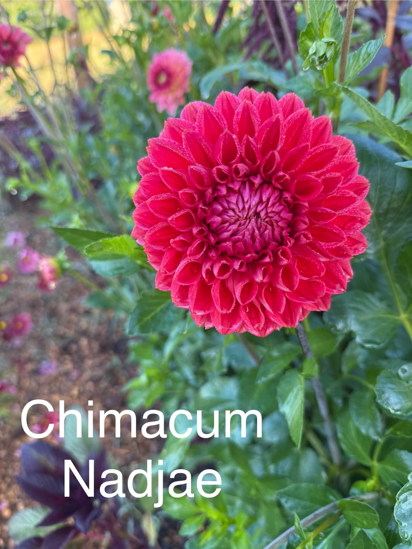 Chimacum Nadjae dahlia