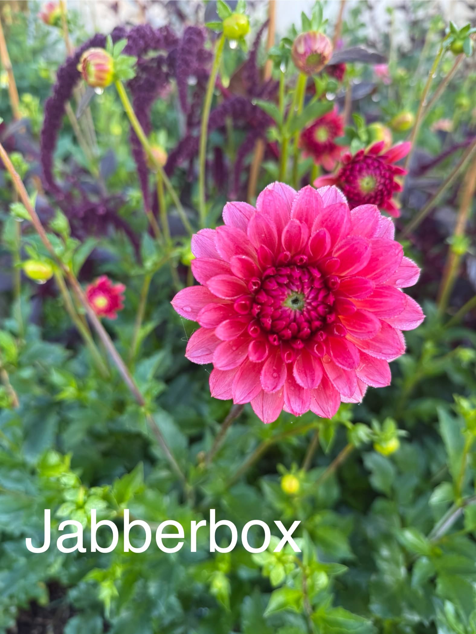 Jabberbox dahlia