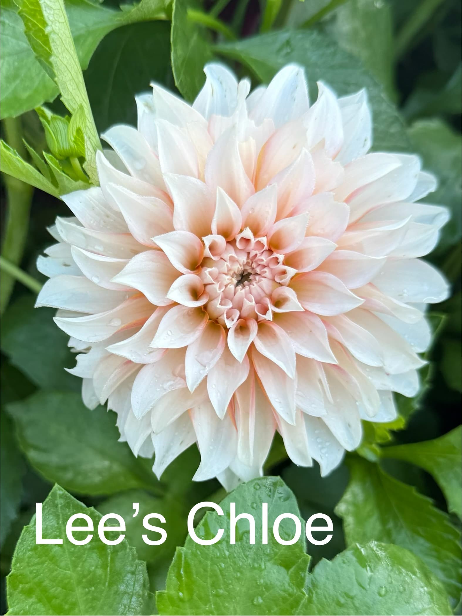 Lee's Chloe dahlia