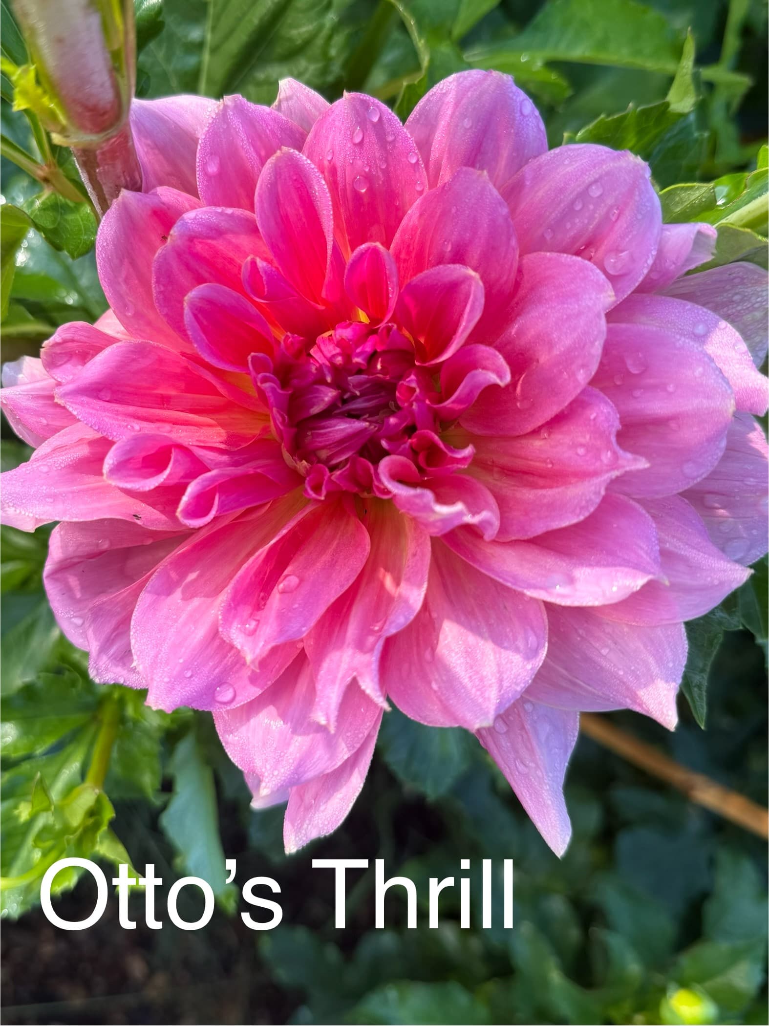 Otto’s Thrill dahlia