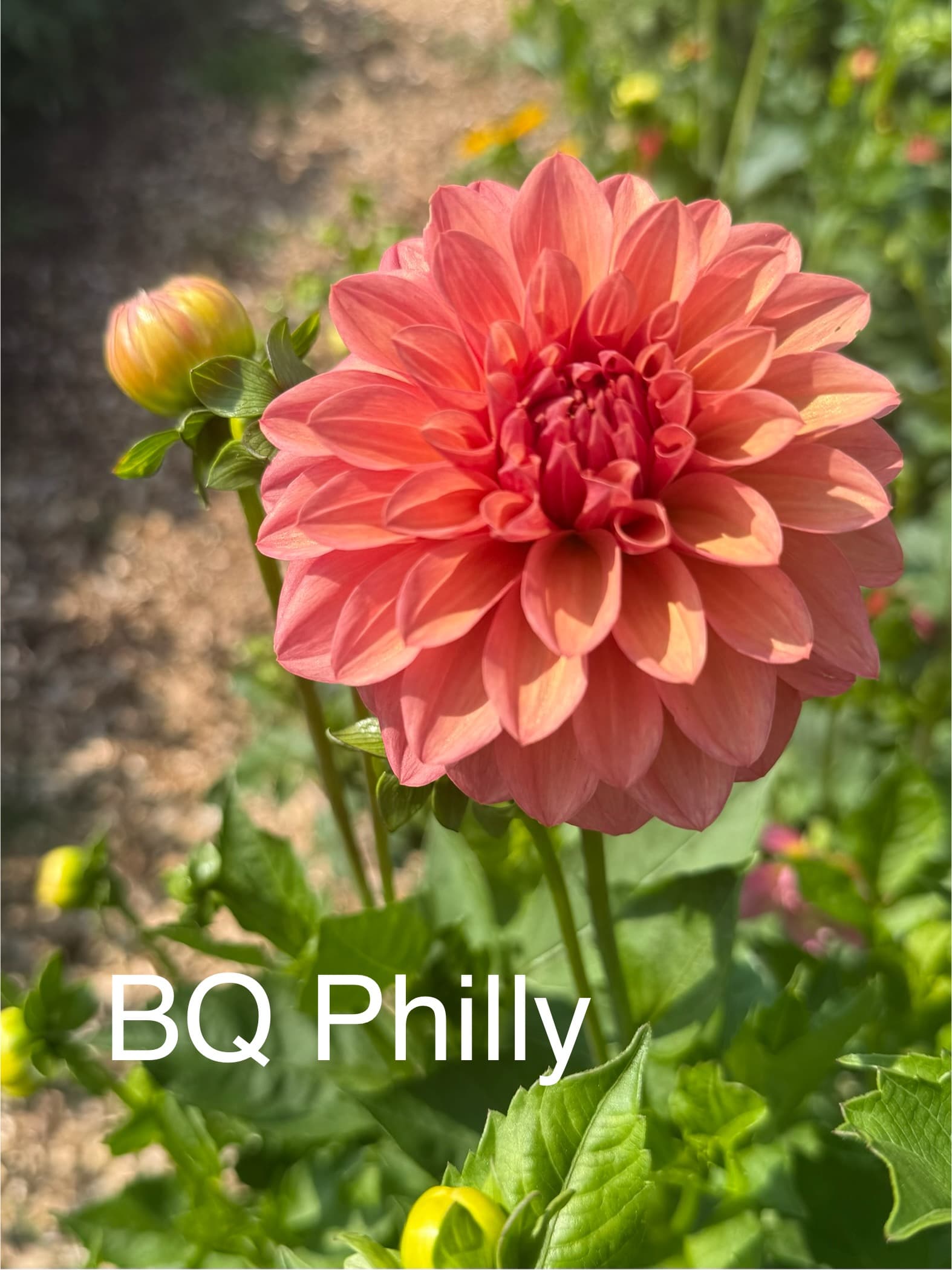 BQ Philly dahlia