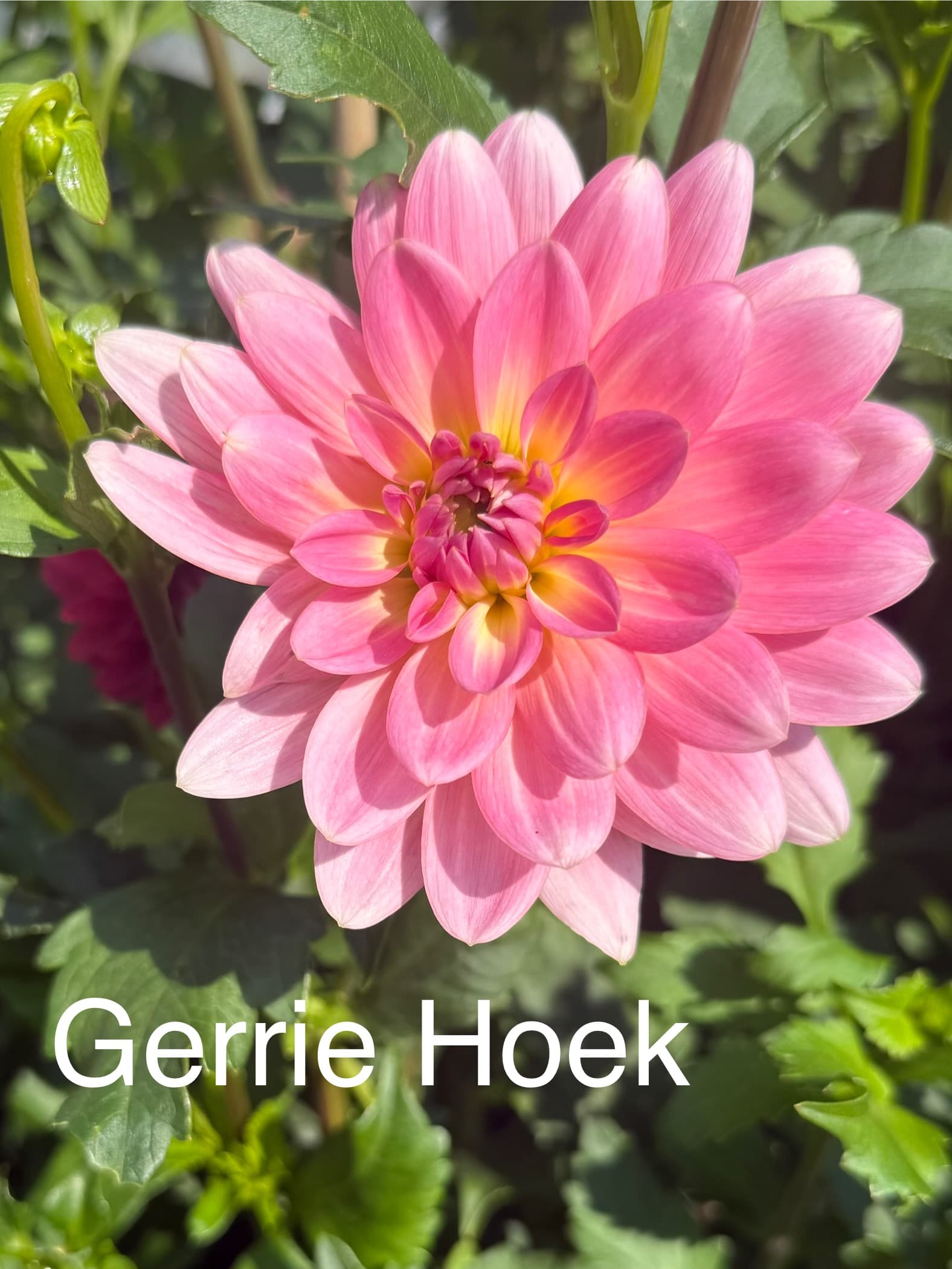 Gerrie Hoek dahlia