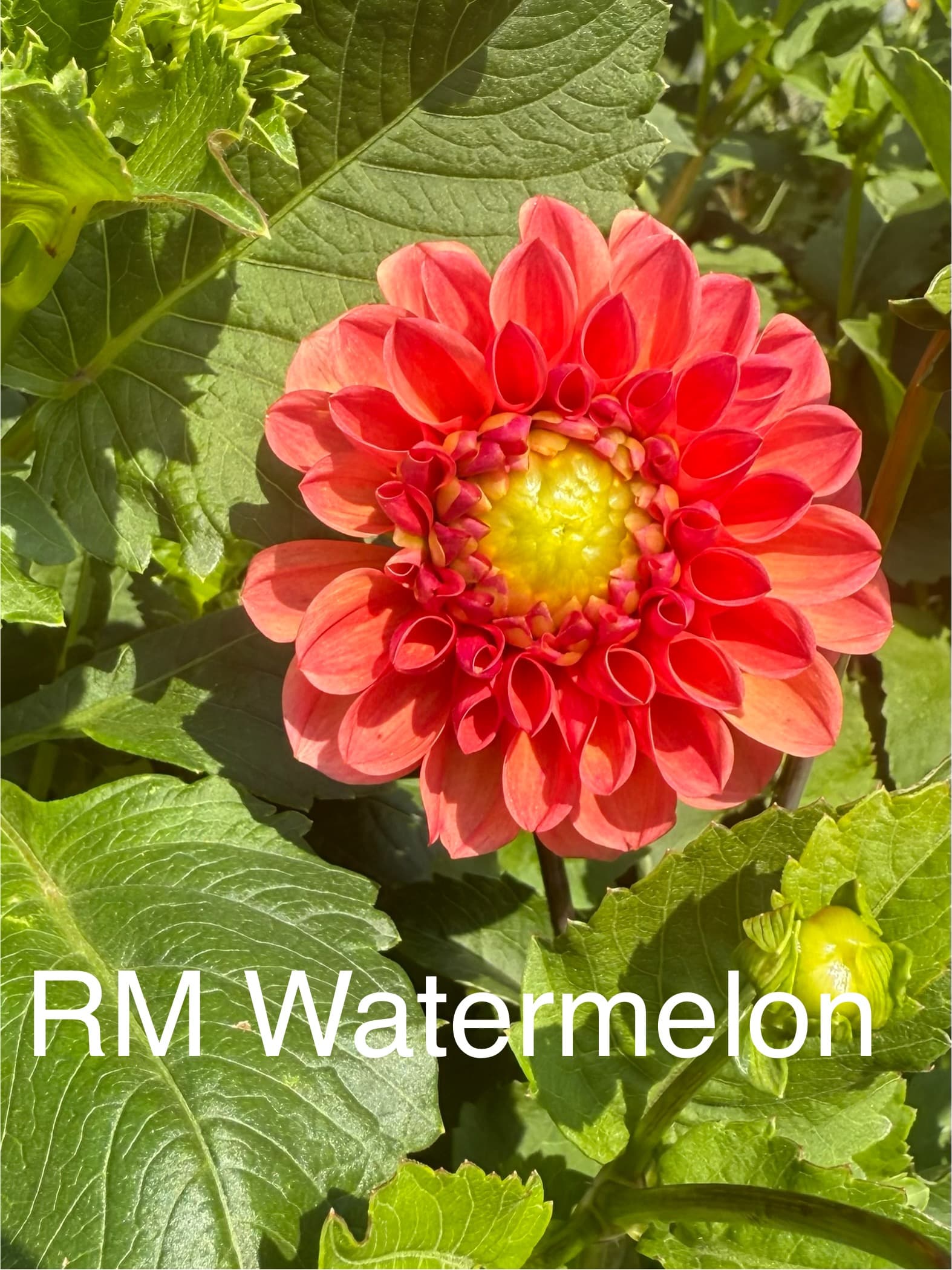 RM Watermelon dahlia