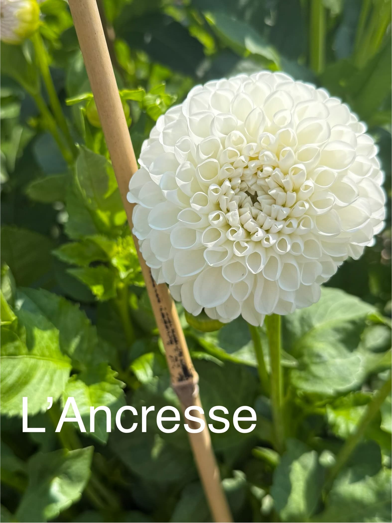 L’Ancresse dahlia