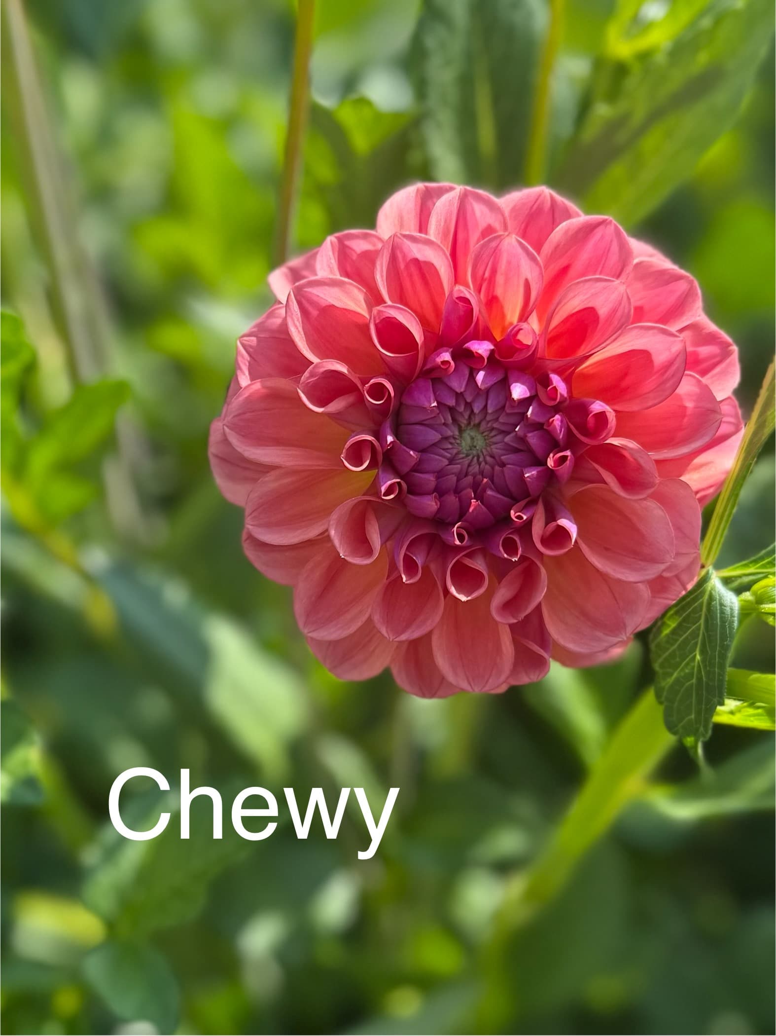 Chewy dahlia