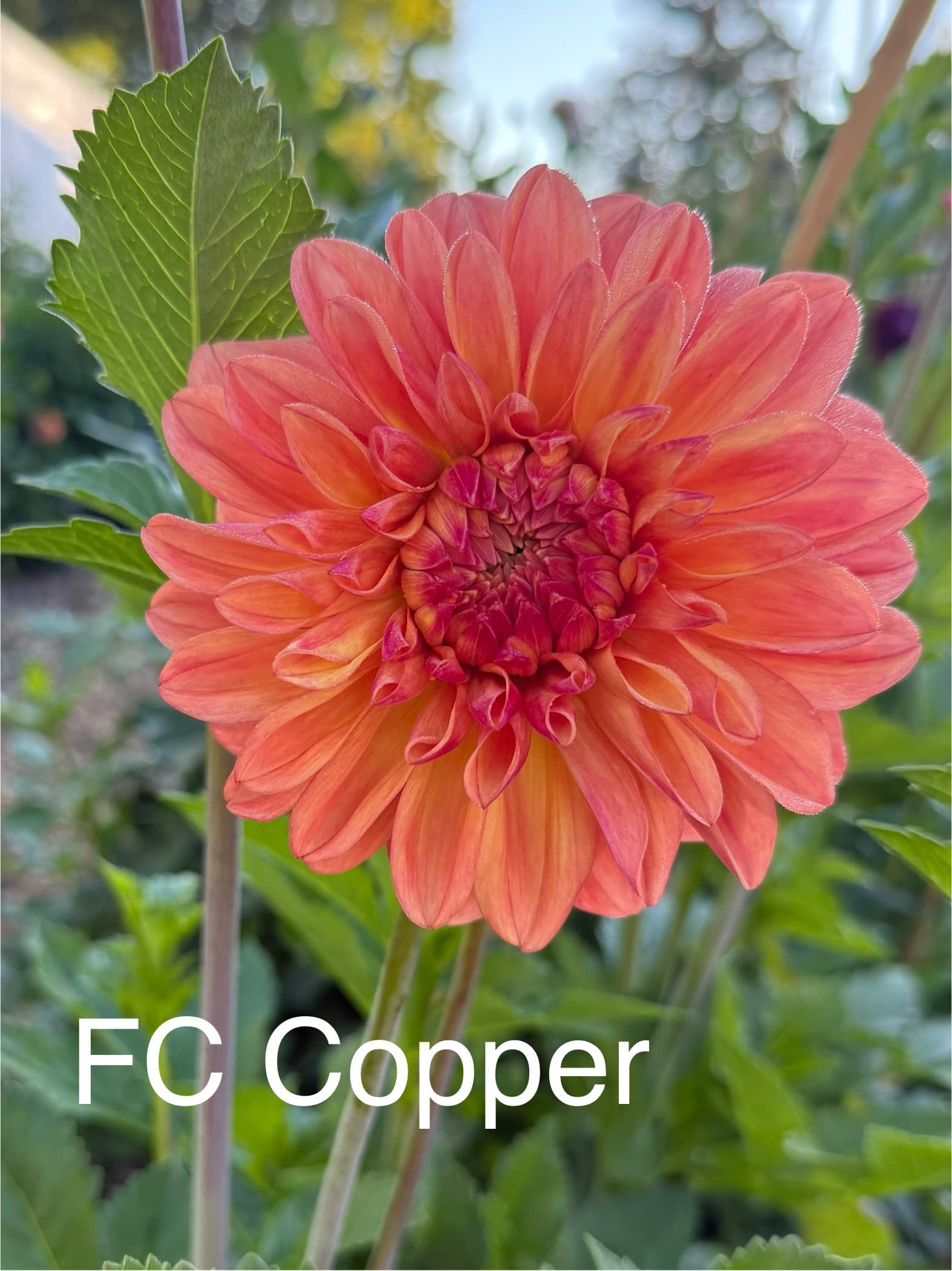 Ferncliff Copper dahlia