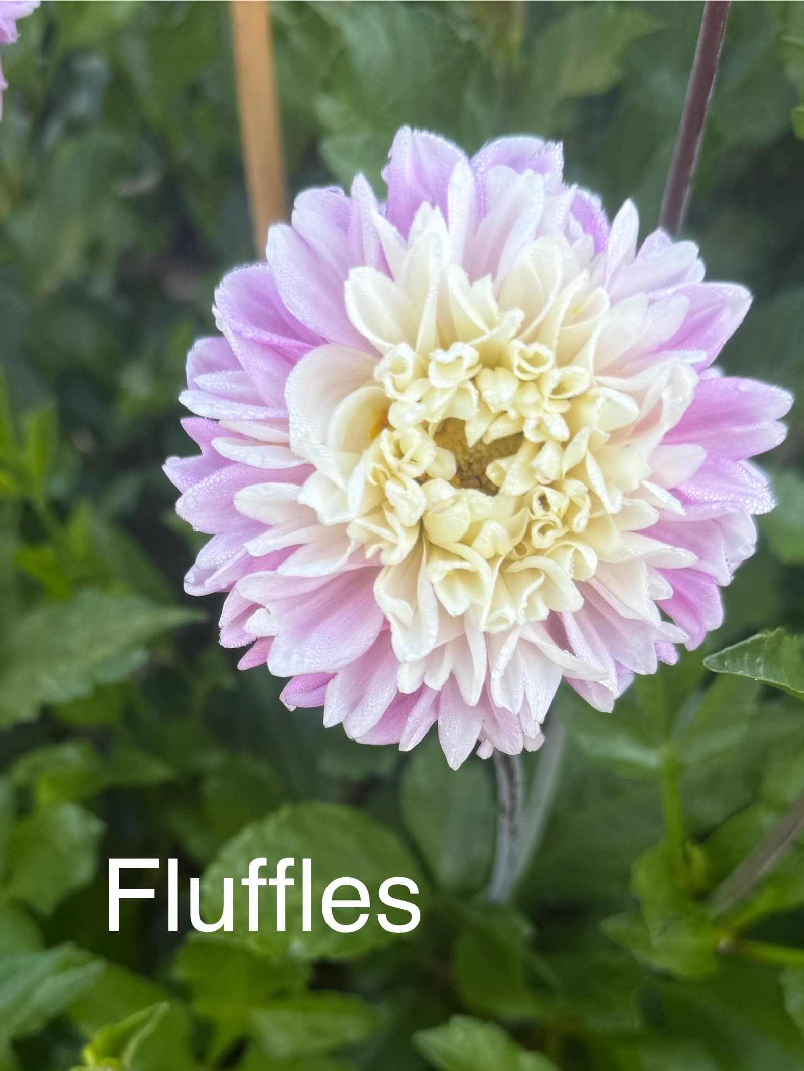 Fluffles dahlia