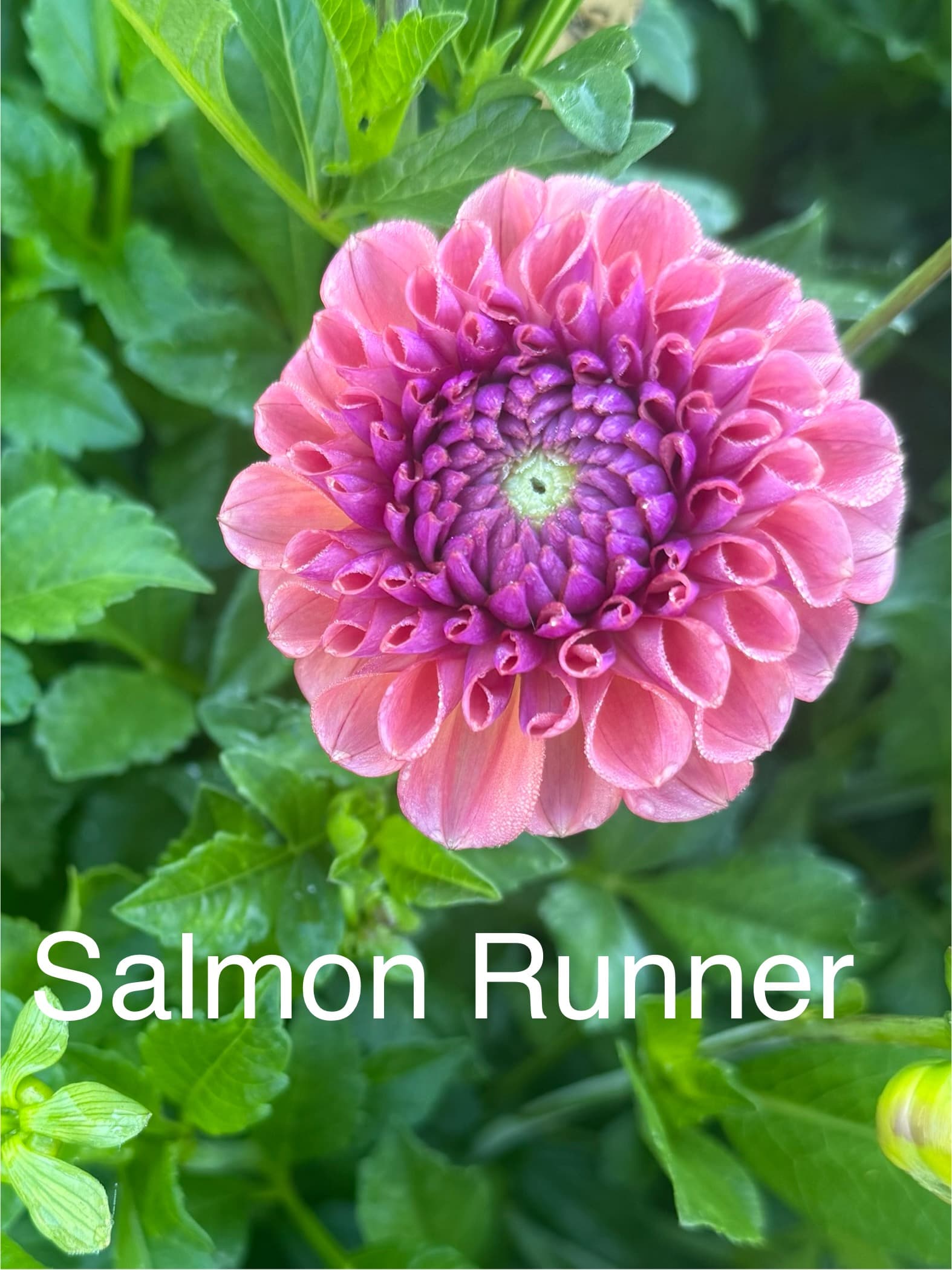 Salmon Runner dahlia