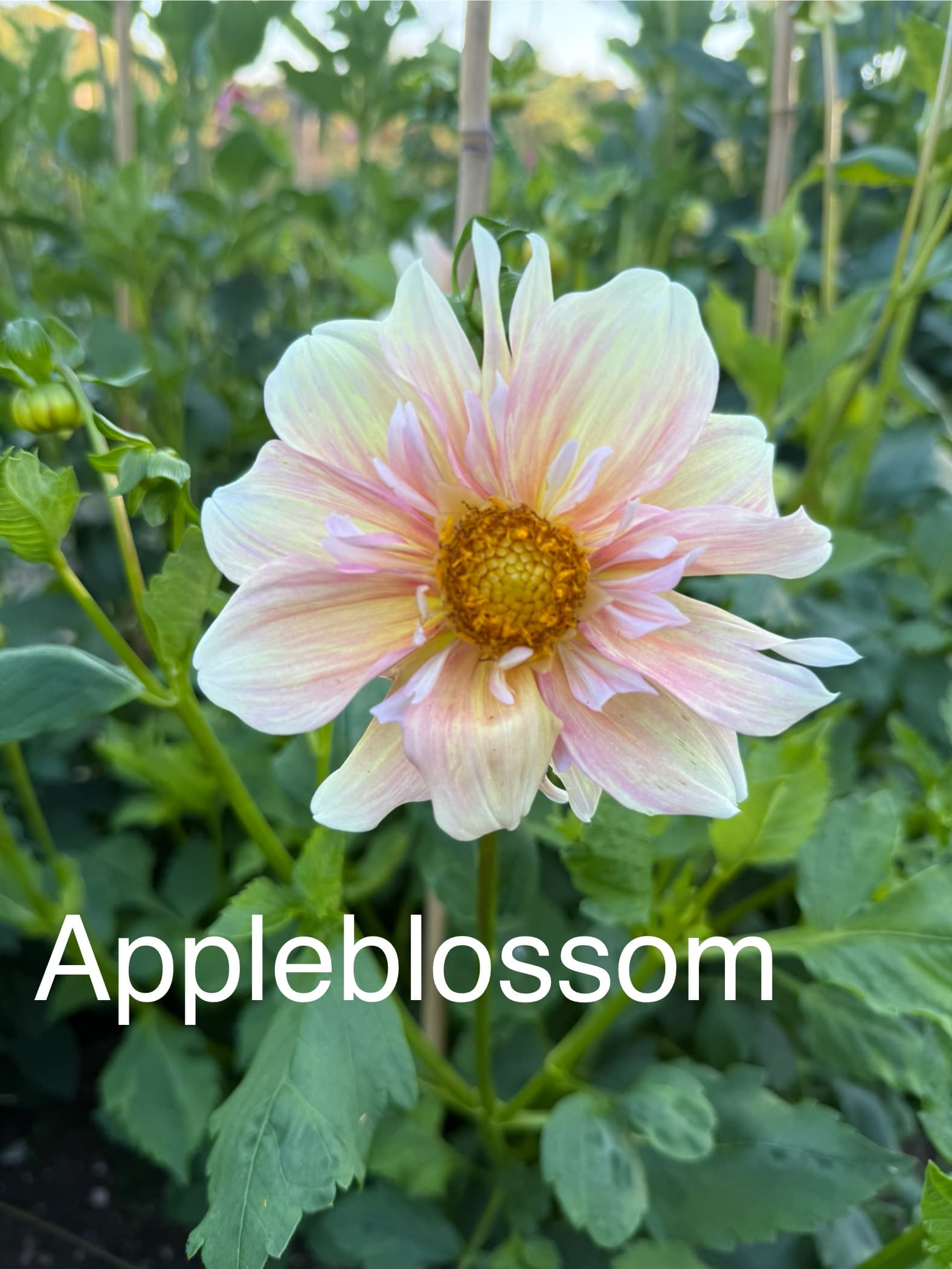 Apple Blossom dahlia