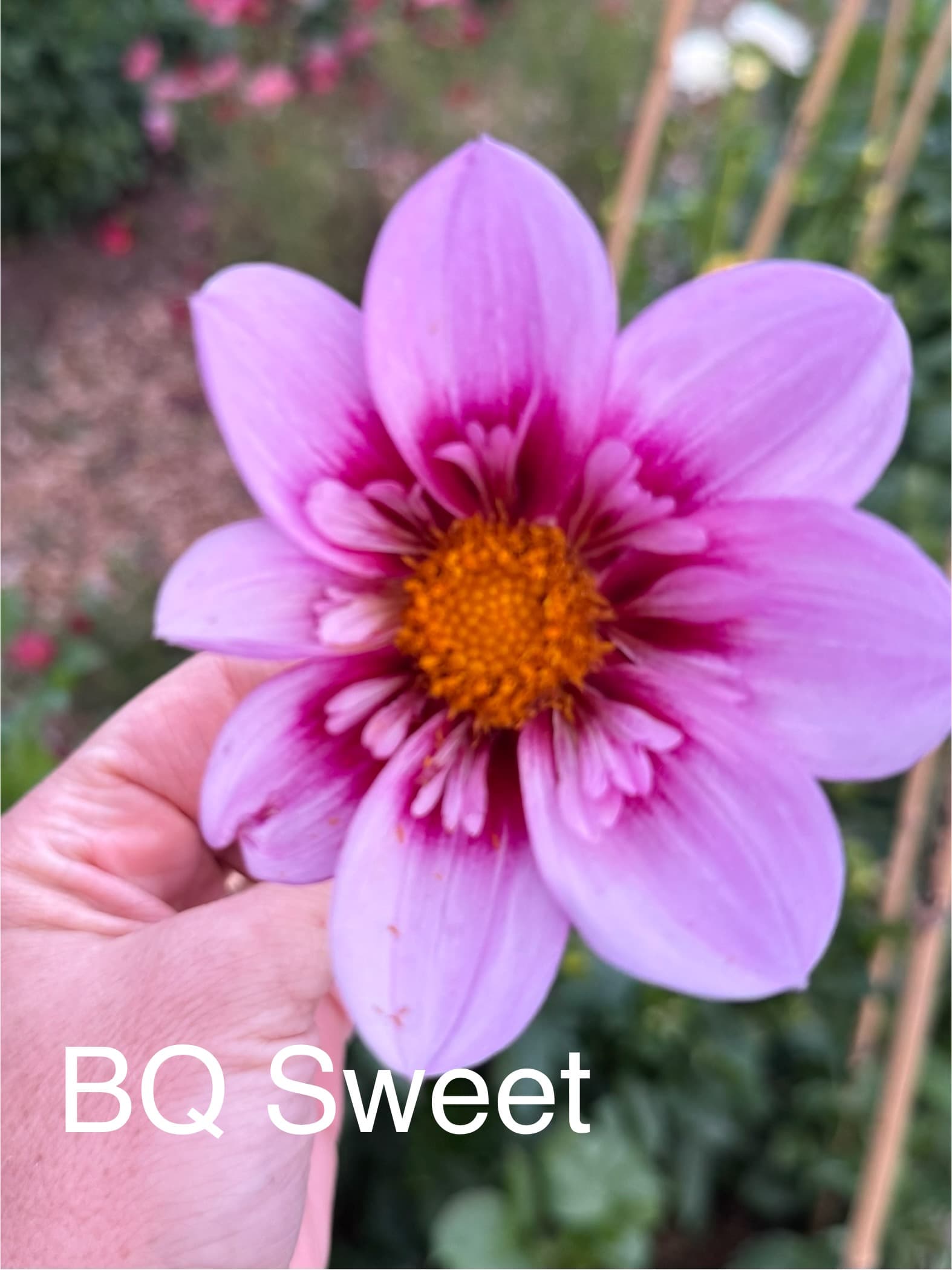 BQ Sweet dahlia