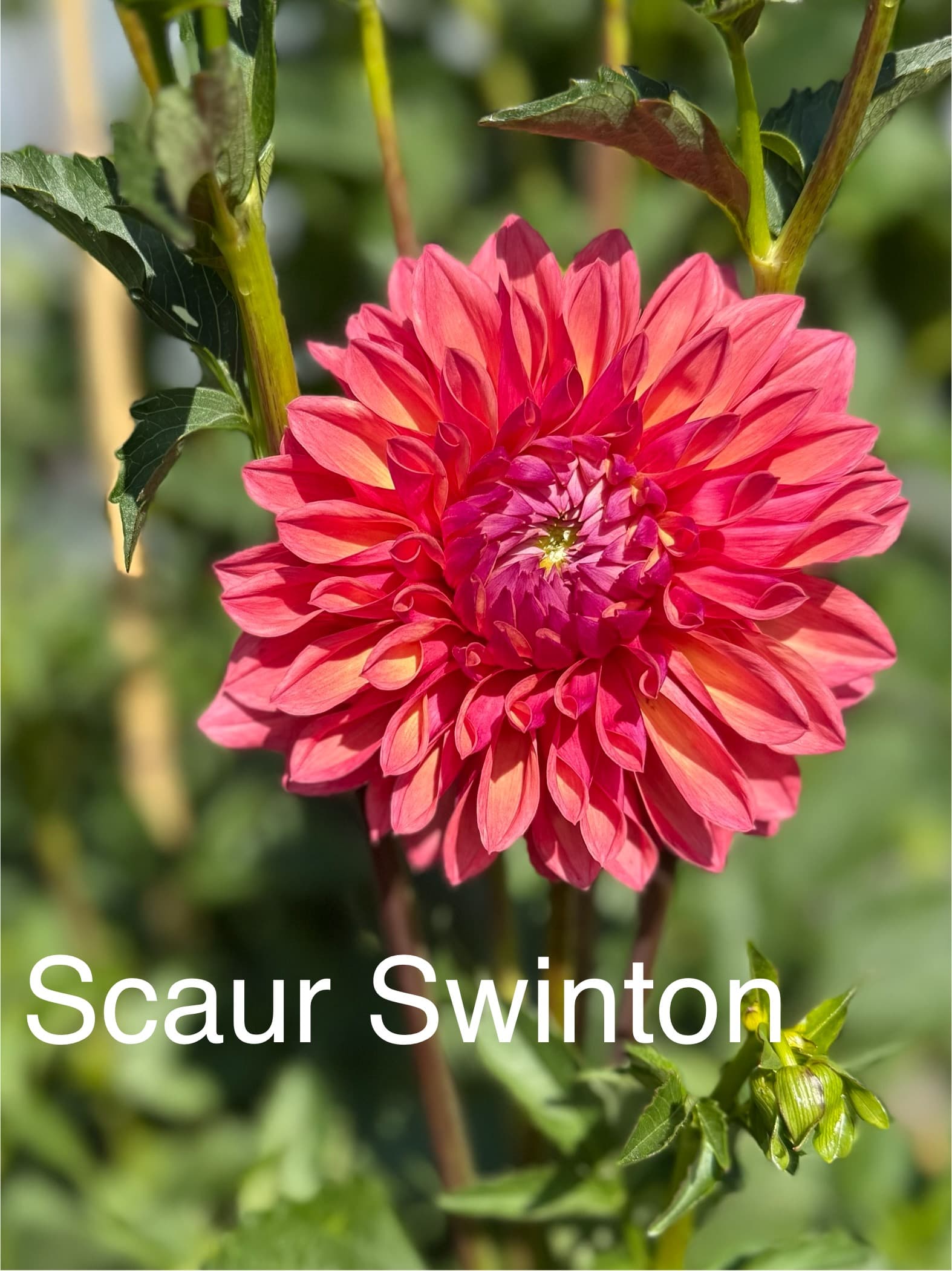 Scaur Swinton dahlia