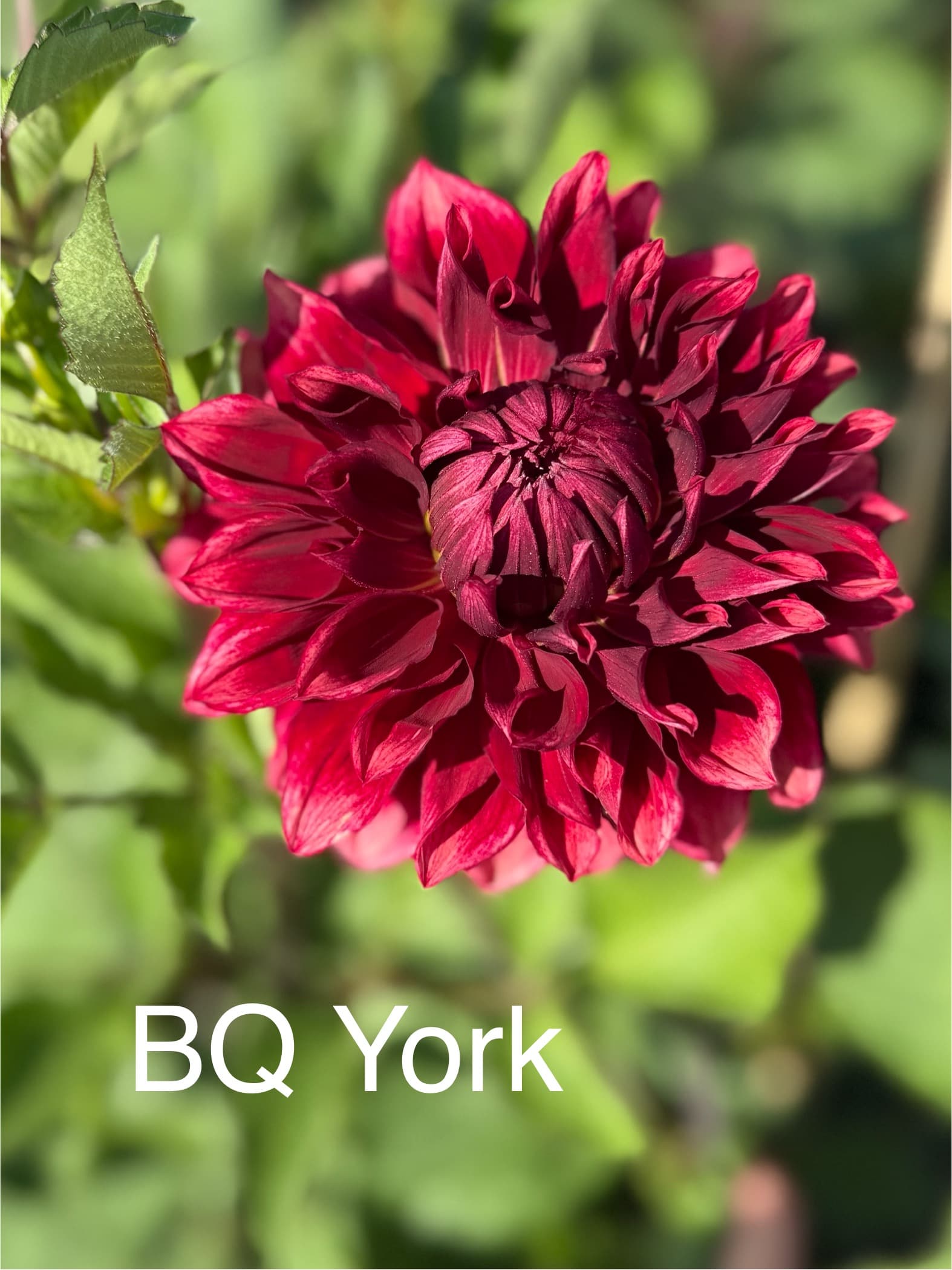 BQ York dahlia
