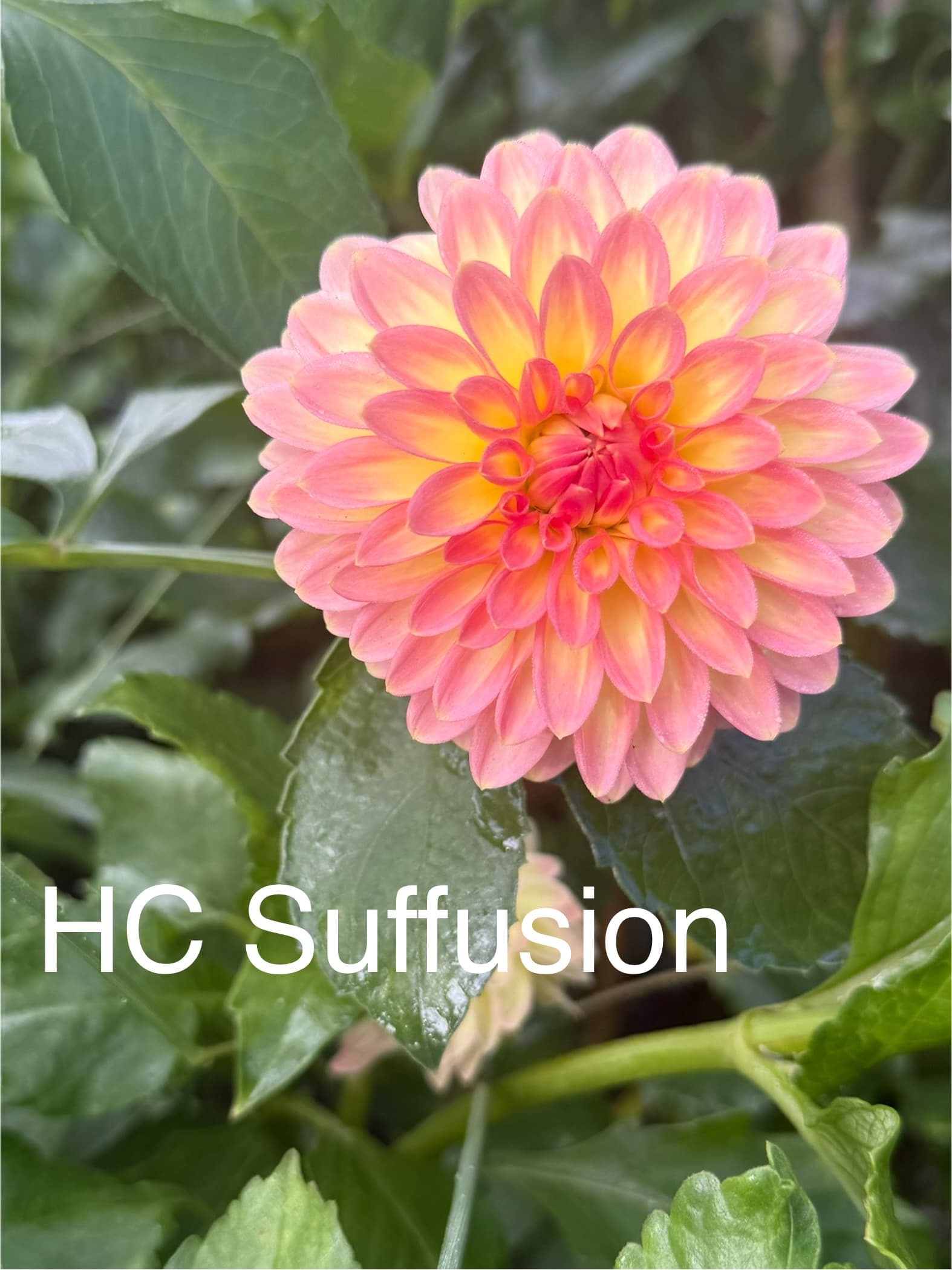 Hillcrest Suffusion dahlia