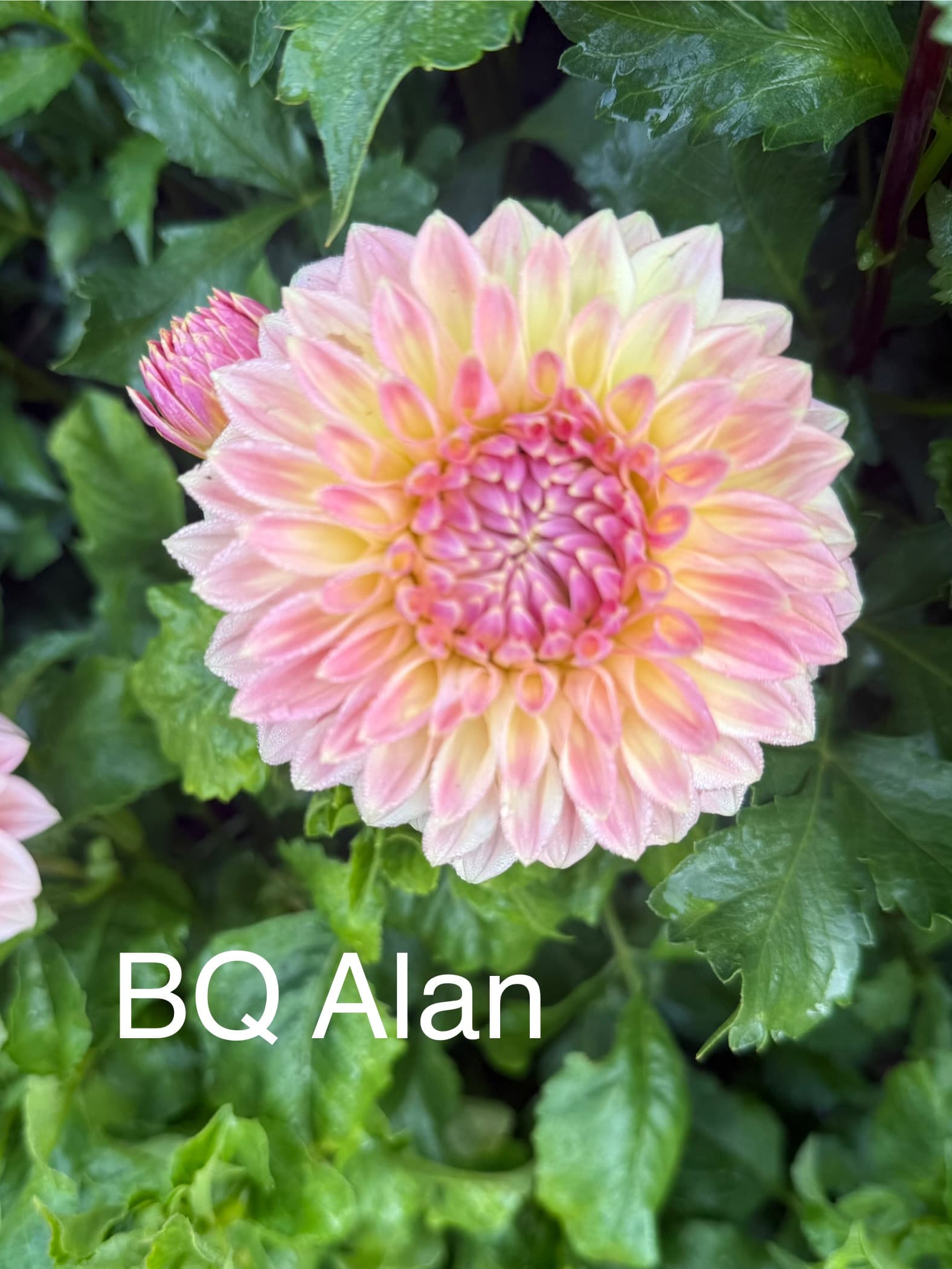 BQ Alan dahlia
