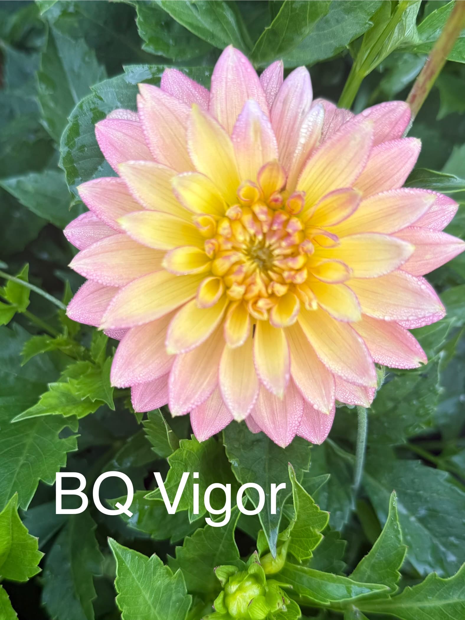 BQ Vigor dahlia