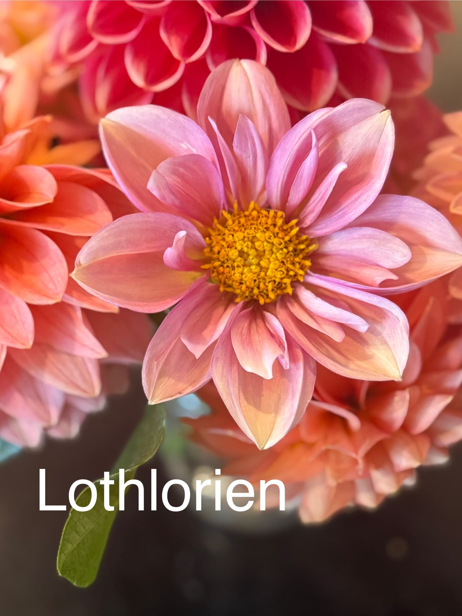 Lothlorien dahlia