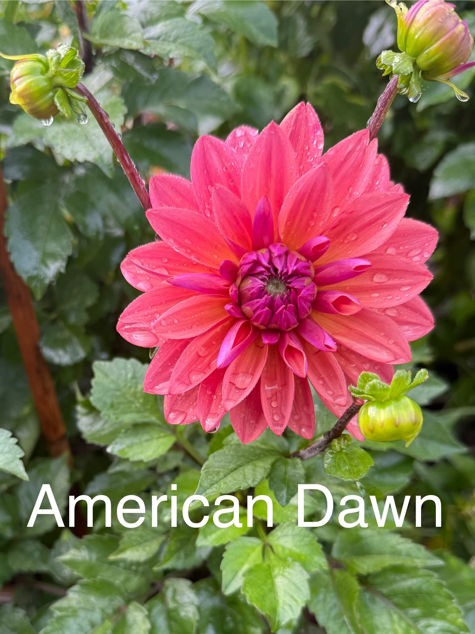 American Dawn dahlia