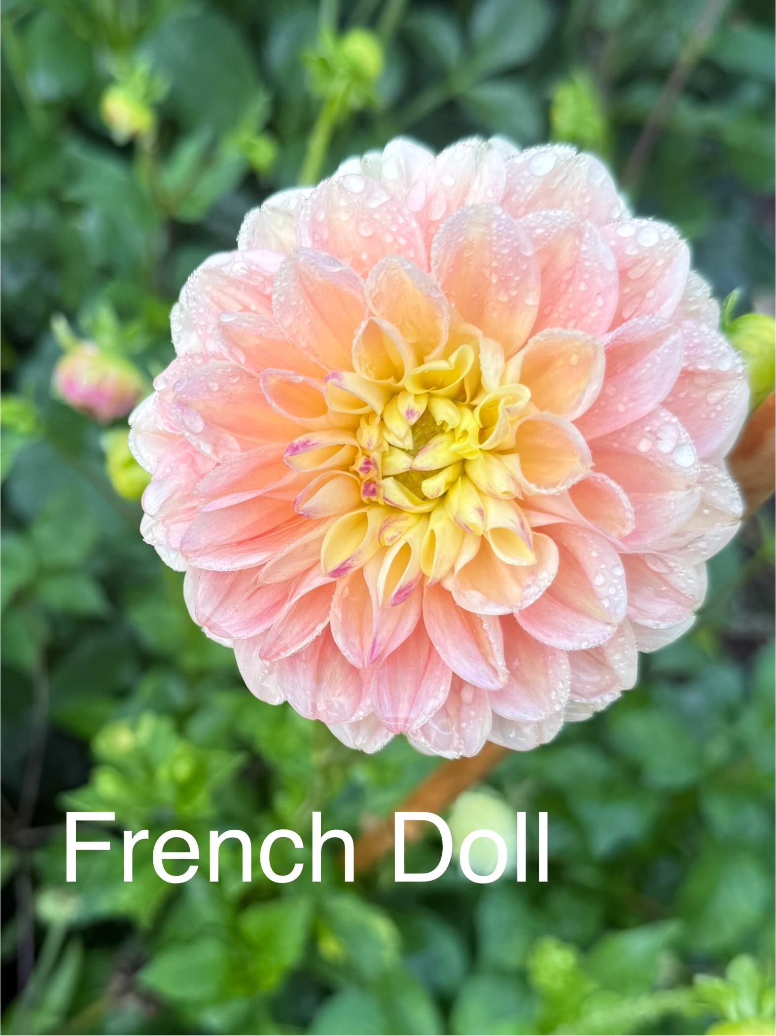 French Doll dahlia