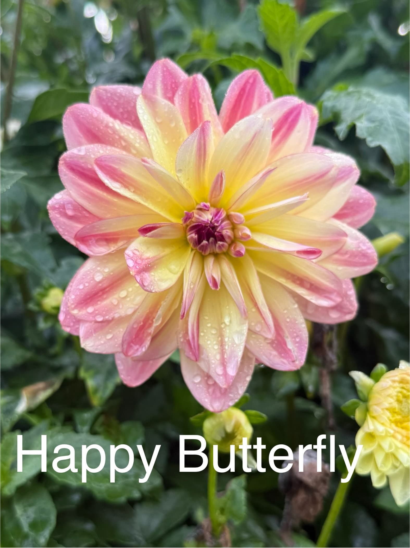 Happy Butterfly dahlia