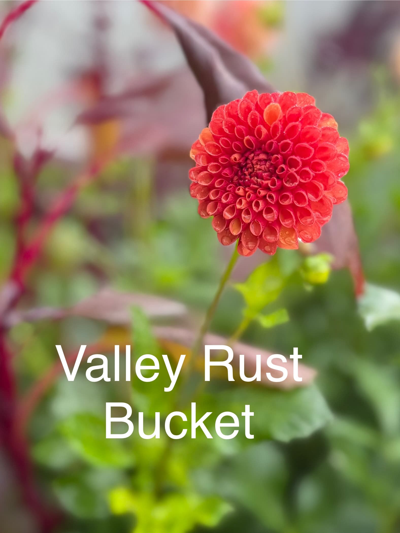 Valley Rust Bucket dahlia
