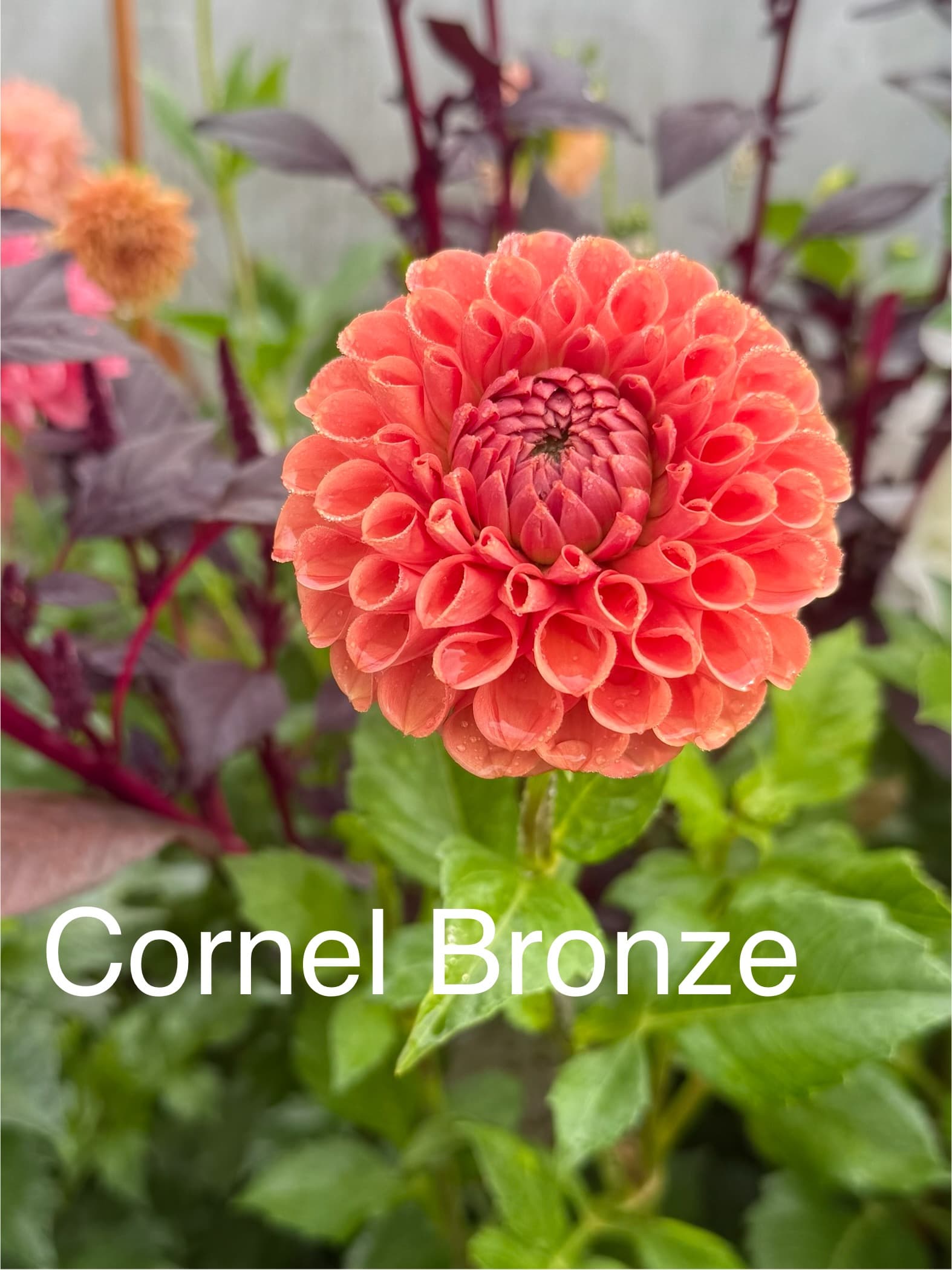 Cornel Bronze dahlia