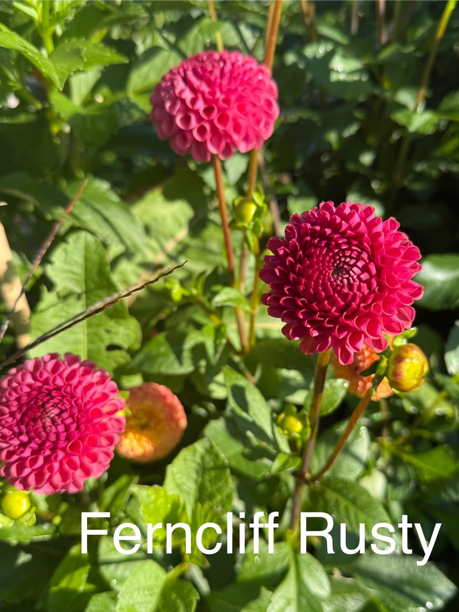 Ferncliff Rusty dahlia
