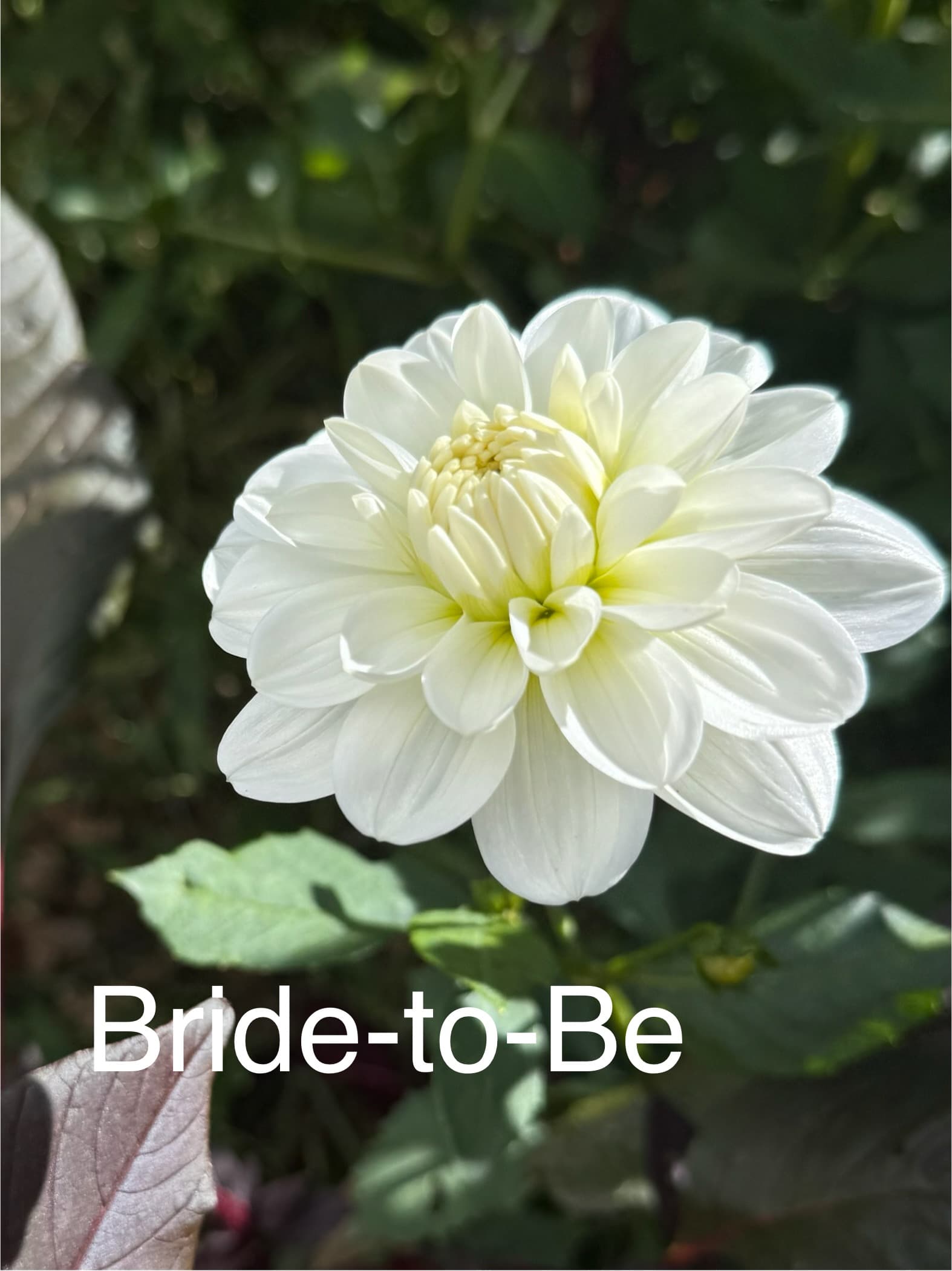 Bride to Be dahlia