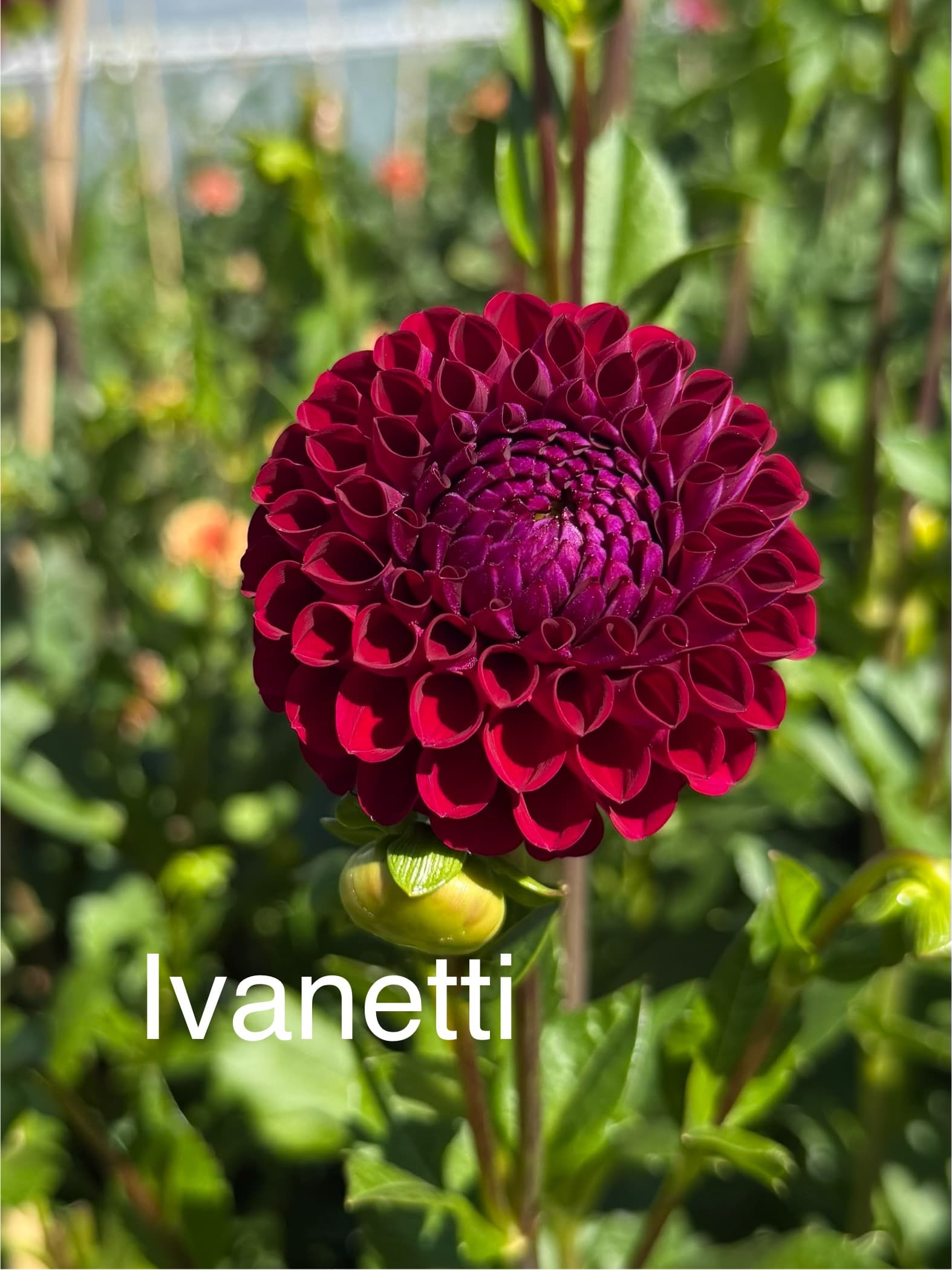 Ivanetti dahlia