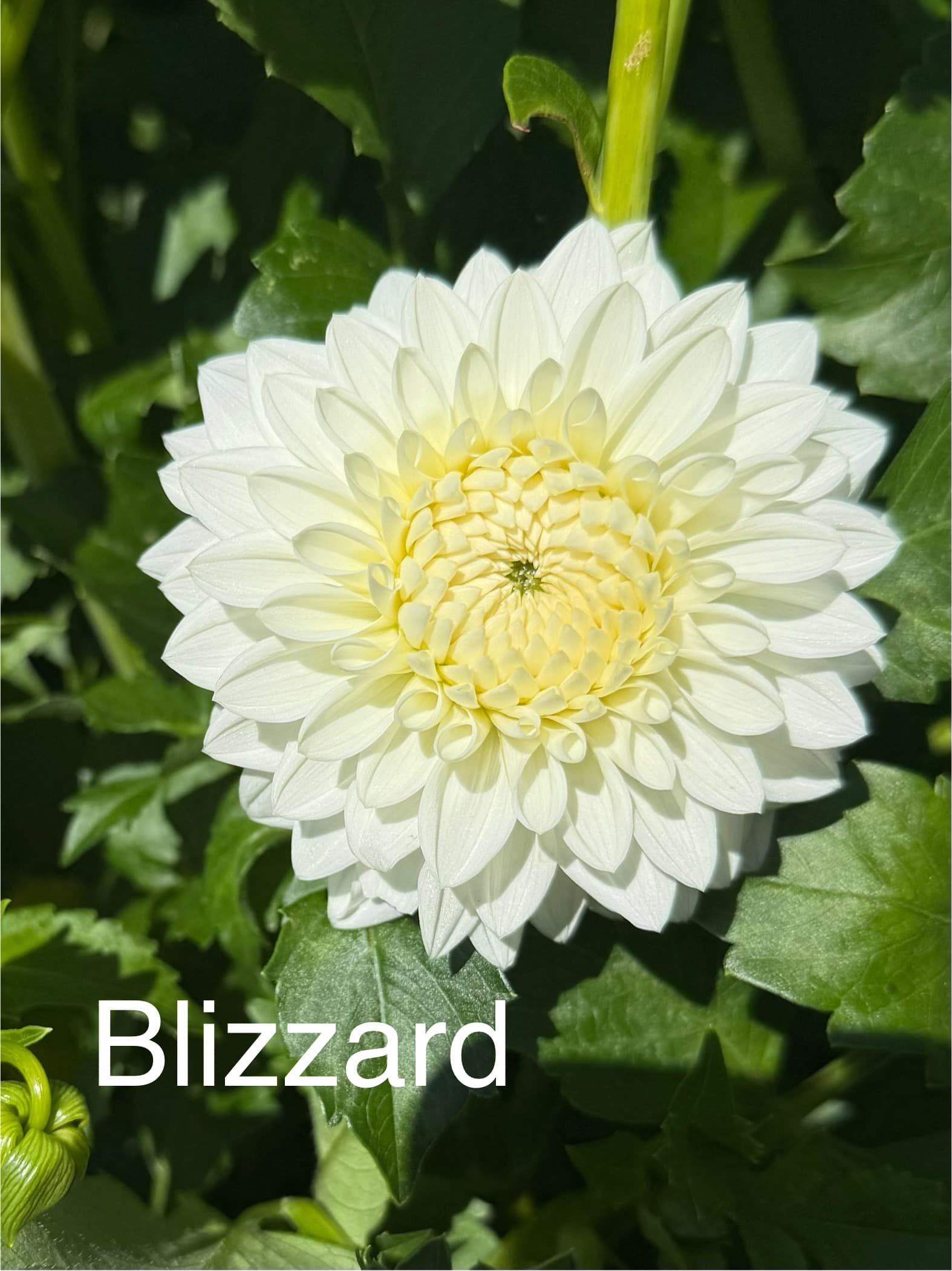 Blizzard dahlia