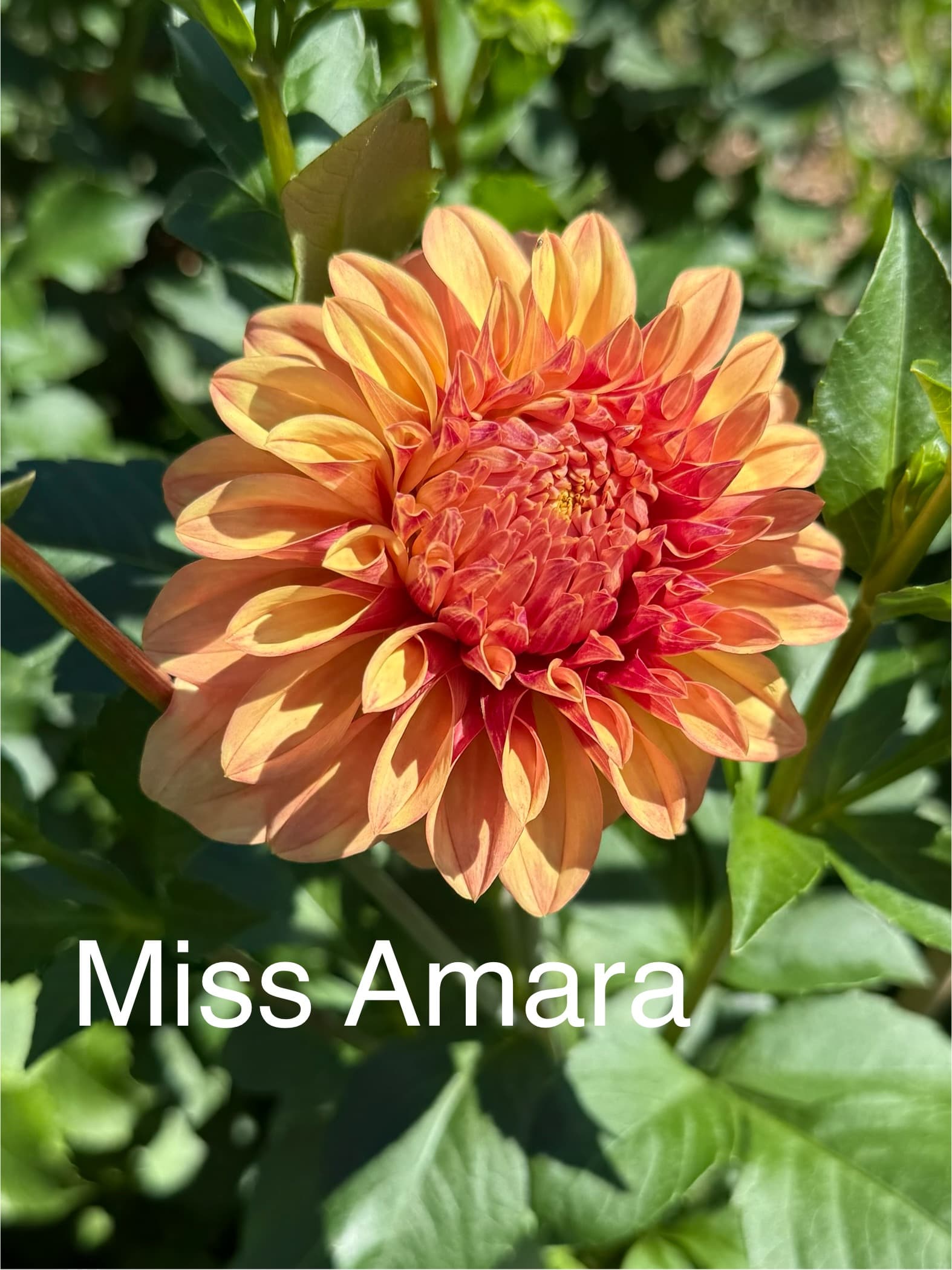 Miss Amara dahlia