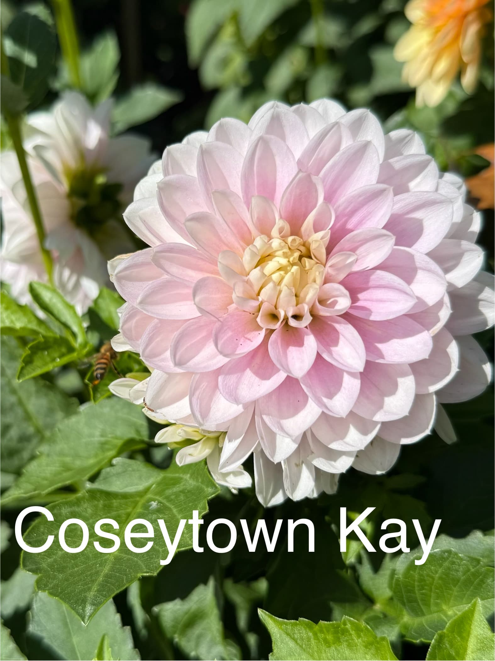 Coseytown Kay dahlia
