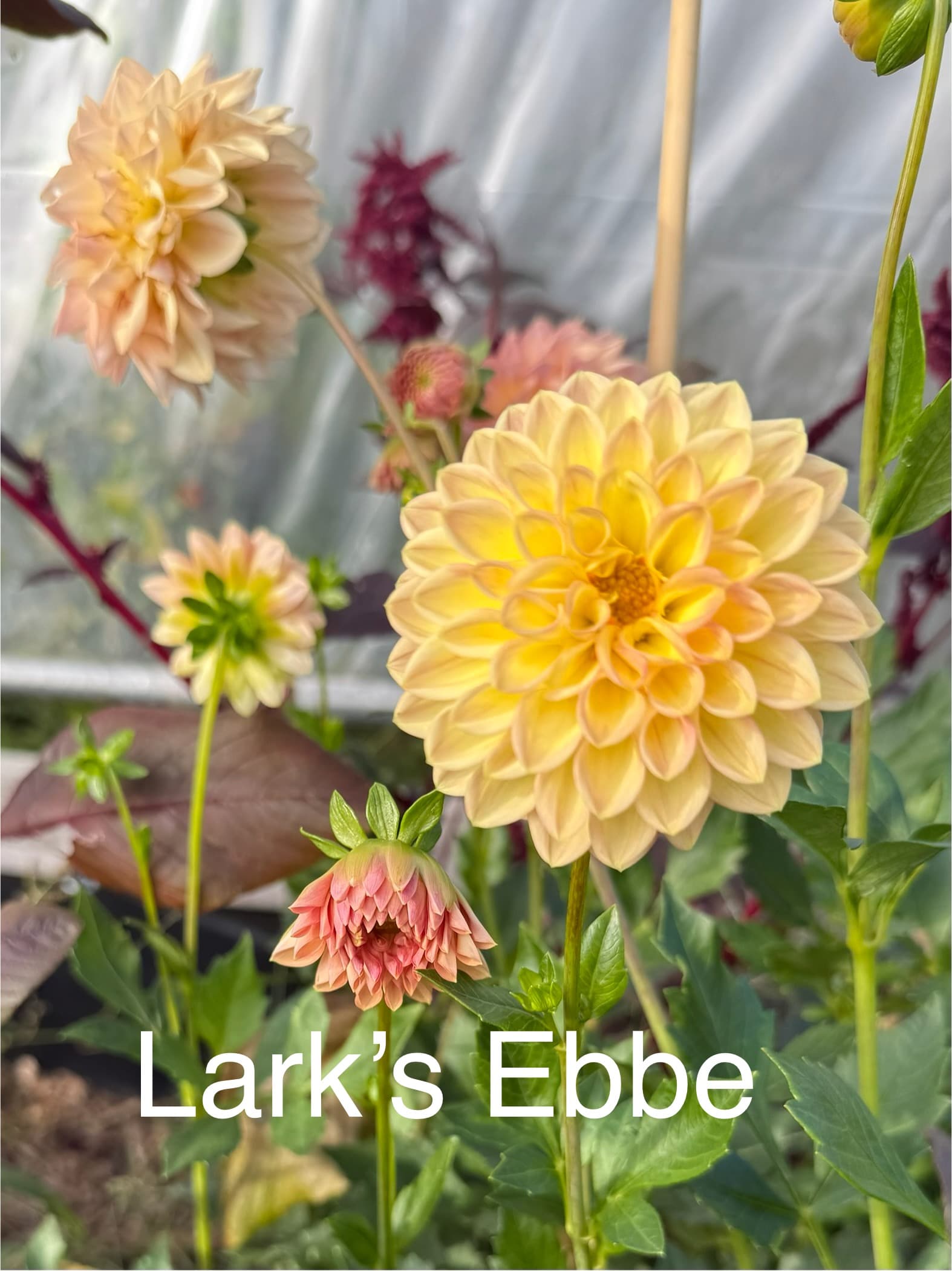 Lark's Ebbe dahlia