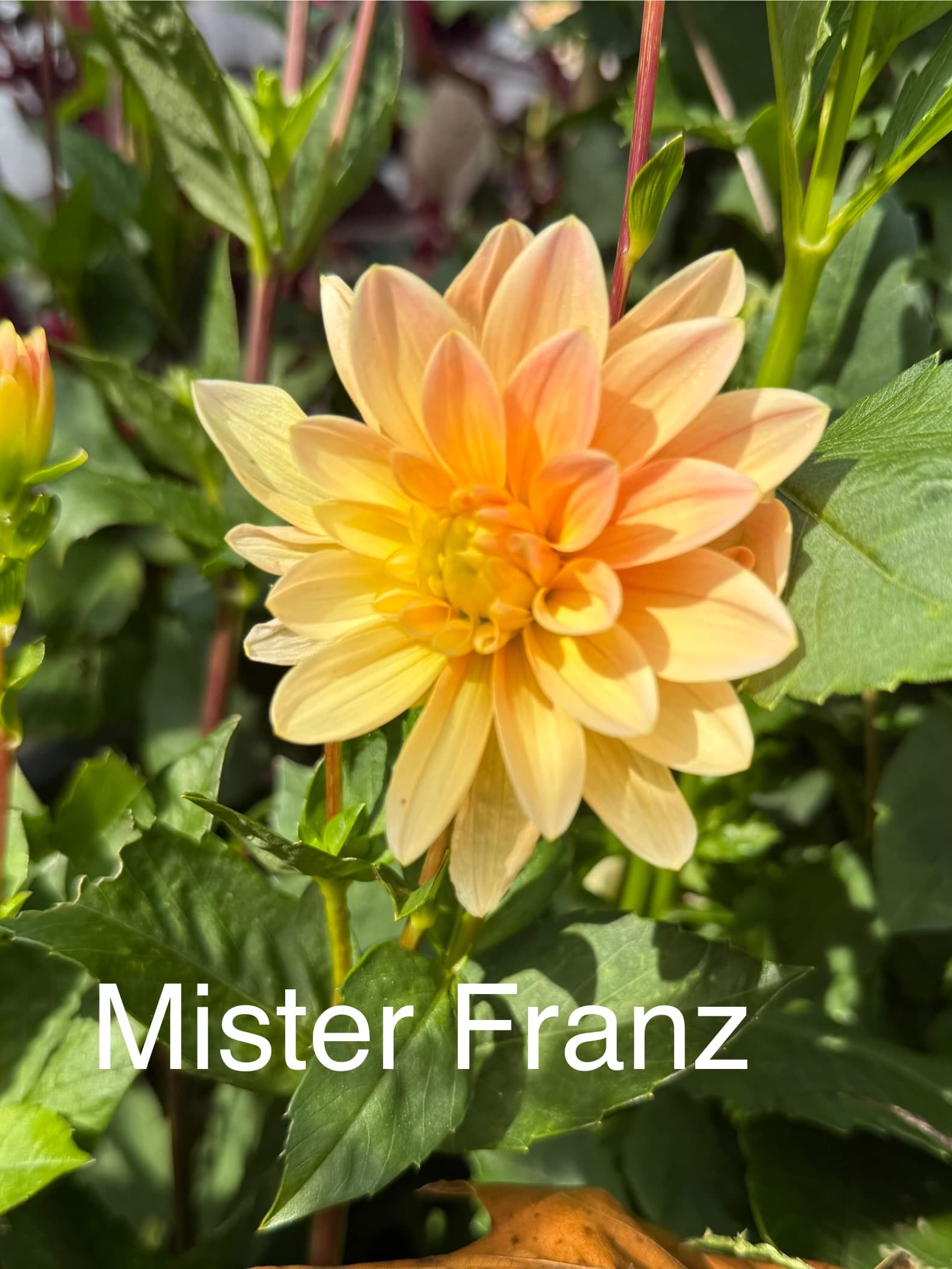 Mister Franz dahlia