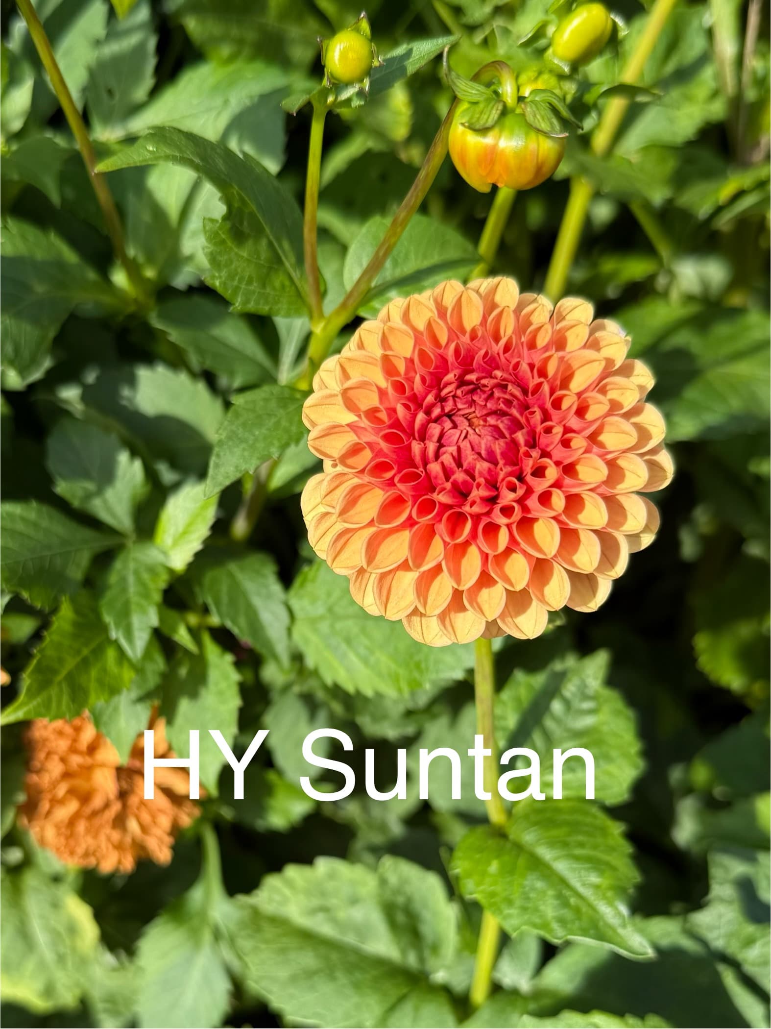 Hy Suntan dahlia