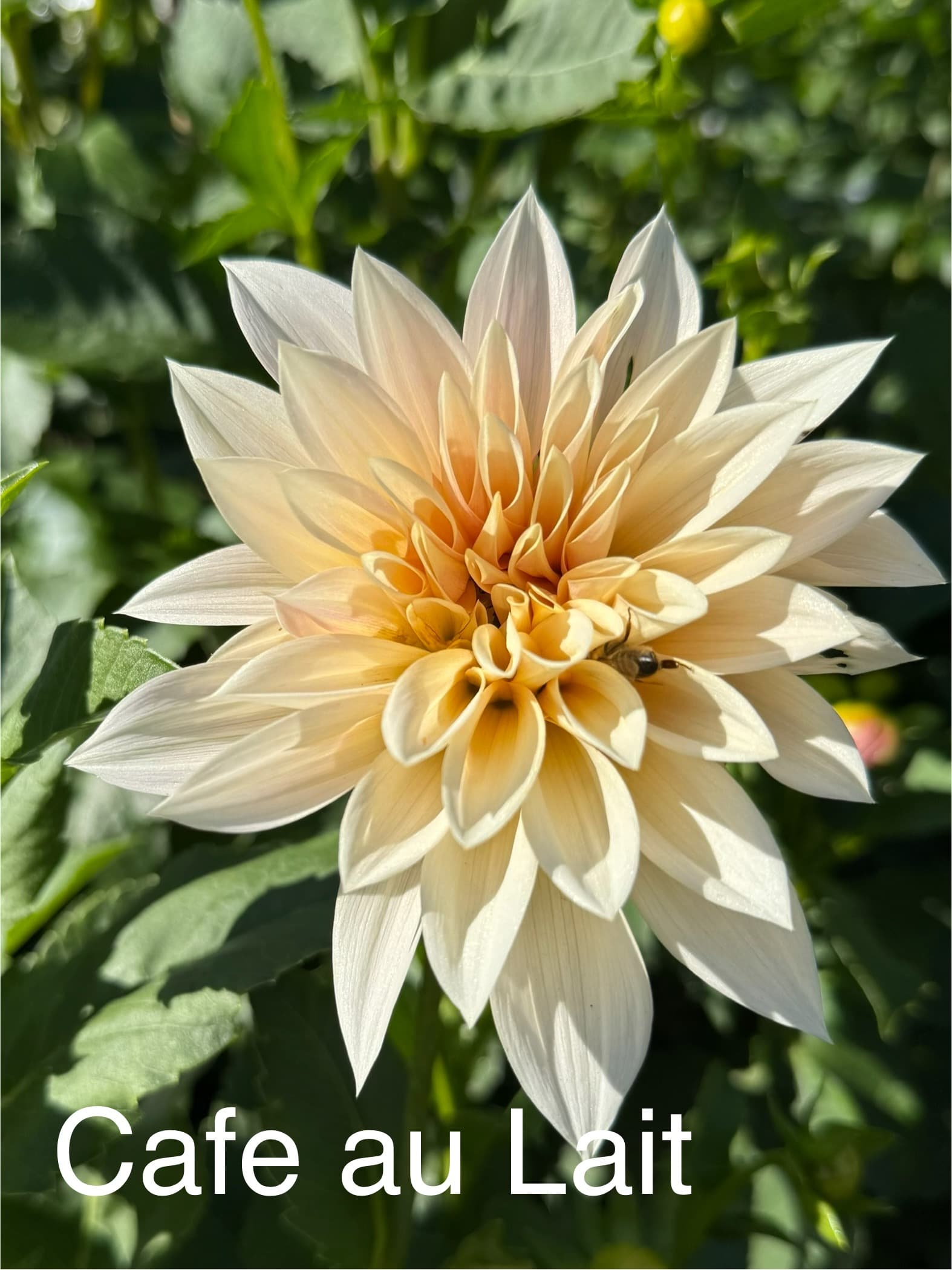 Cafe au Lait dahlia