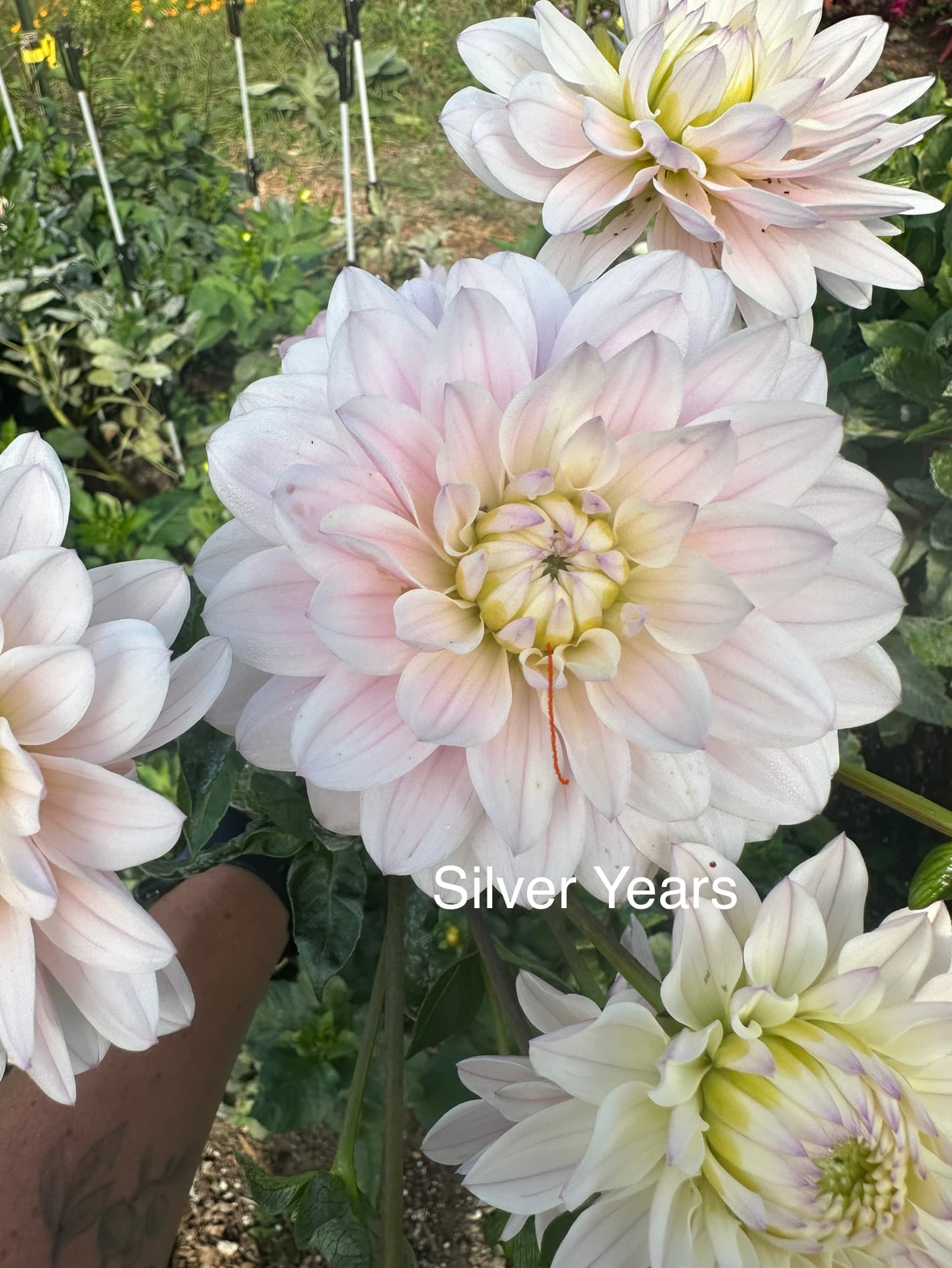 Silver Years dahlia