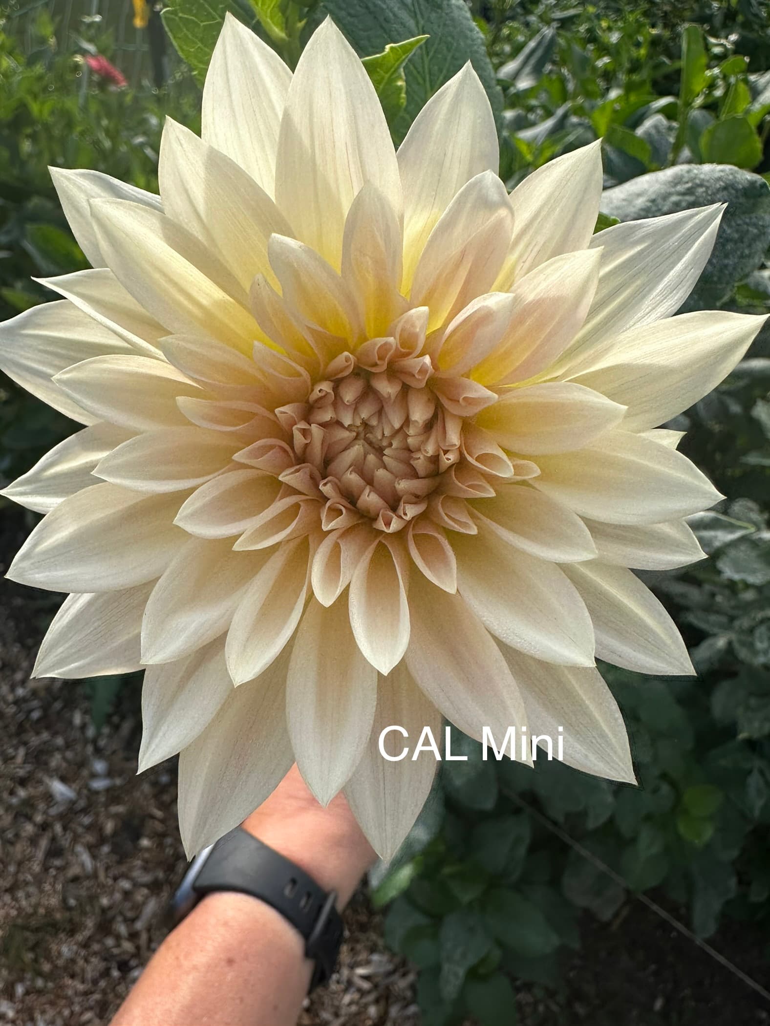 CAL Mini dahlia