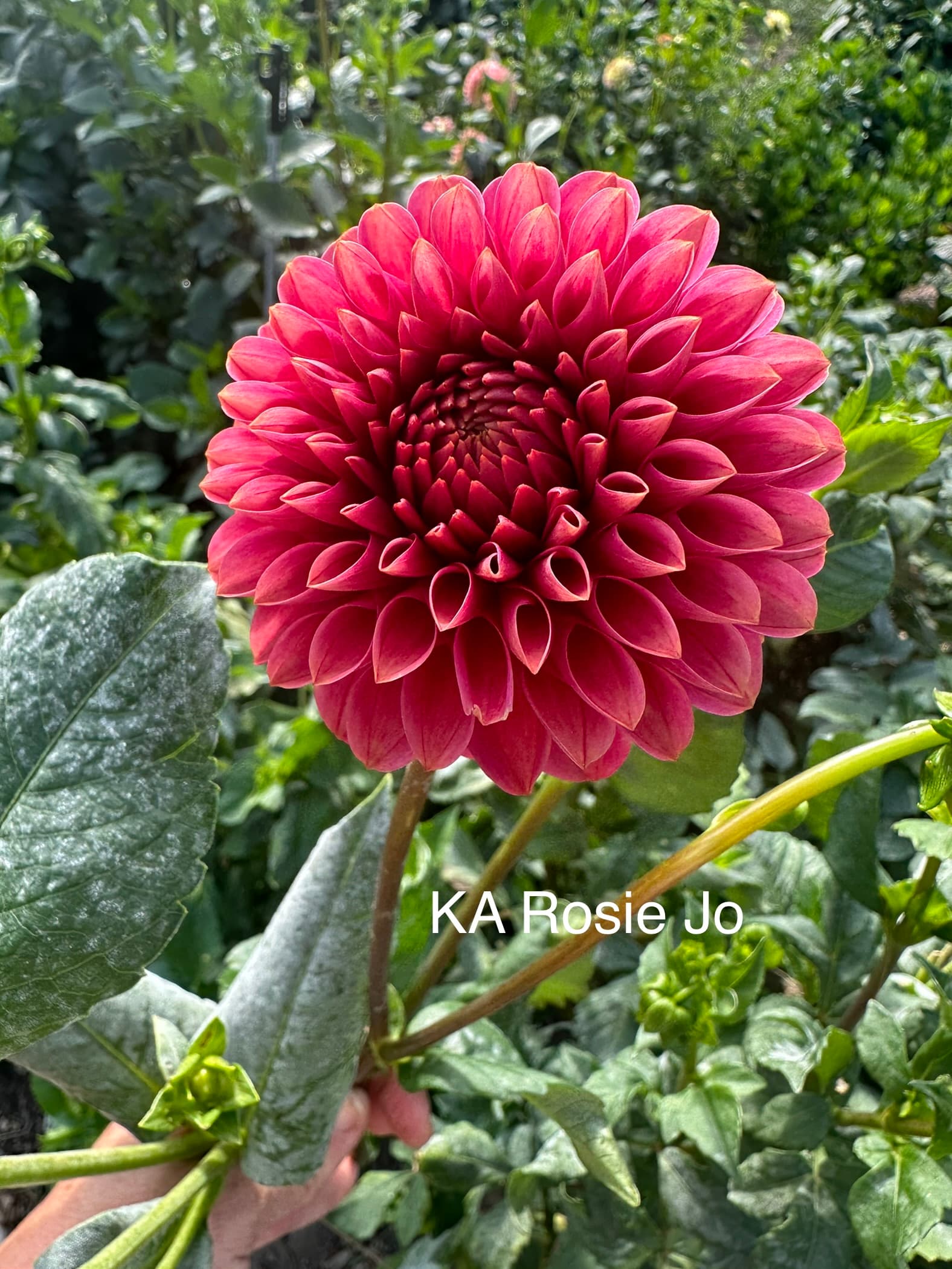 KA's® Rosie Jo dahlia